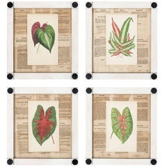 Set of Fern Botanical Prints