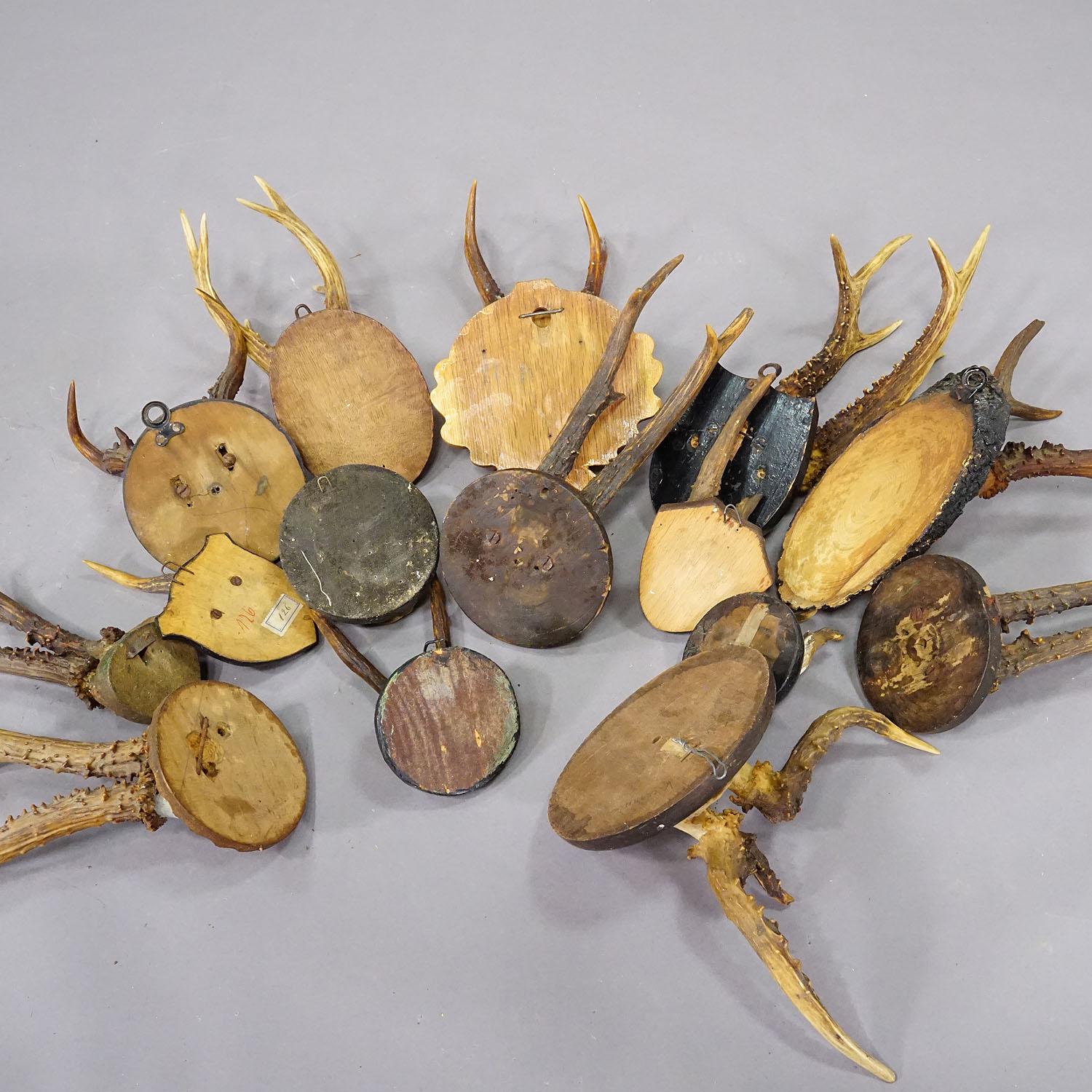 Set of Fifteen Black Forest Roe Deer Trophies on Wooden Plaques - Germany For Sale 4