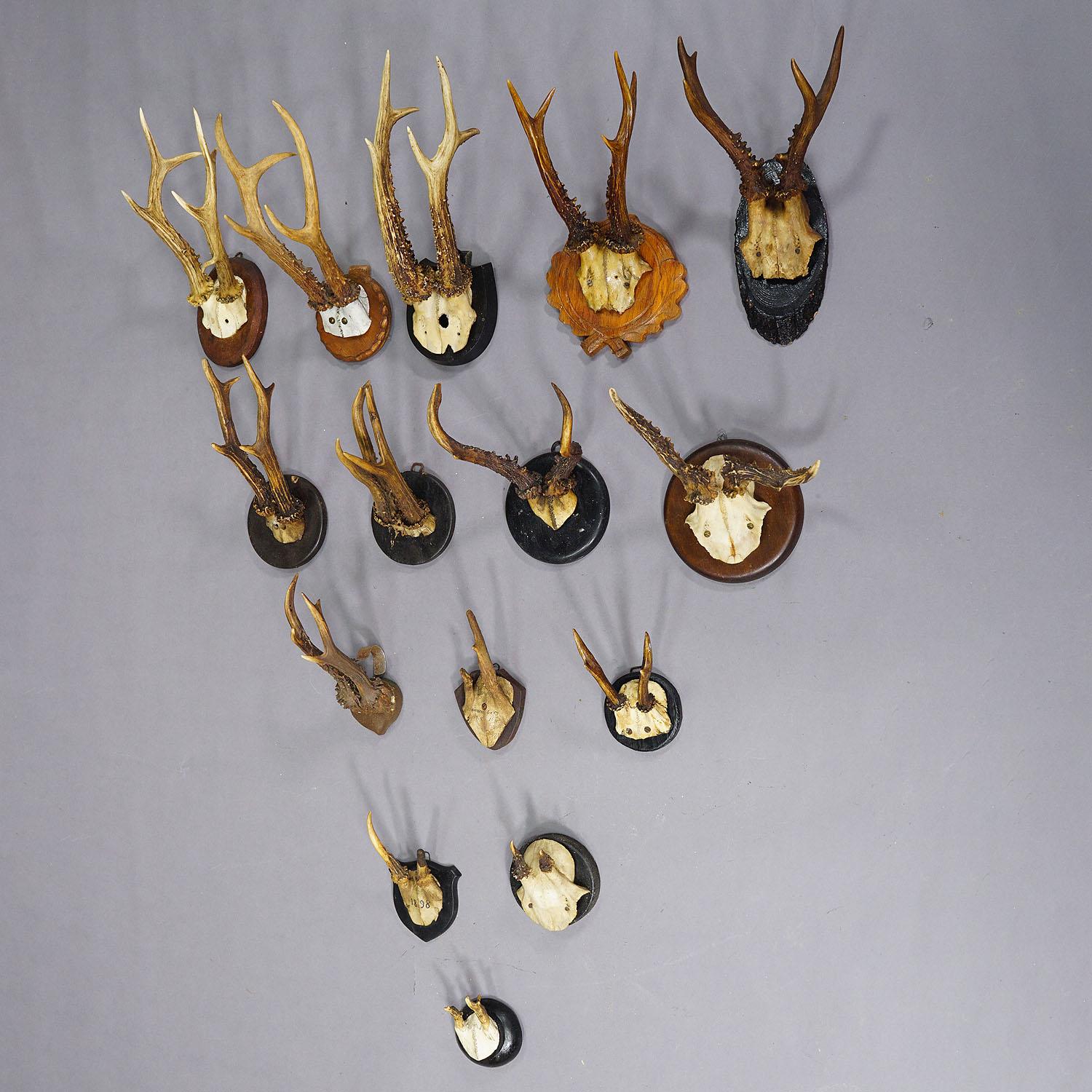 Set of Fifteen Black Forest Roe Deer Trophies on Wooden Plaques - Germany

A set of fifteen antique roe deer (Capreolus capreolus) trophies mounted on wooden plaques with different styles. The trophies were shot in Germany around 1900 - 1930s, some