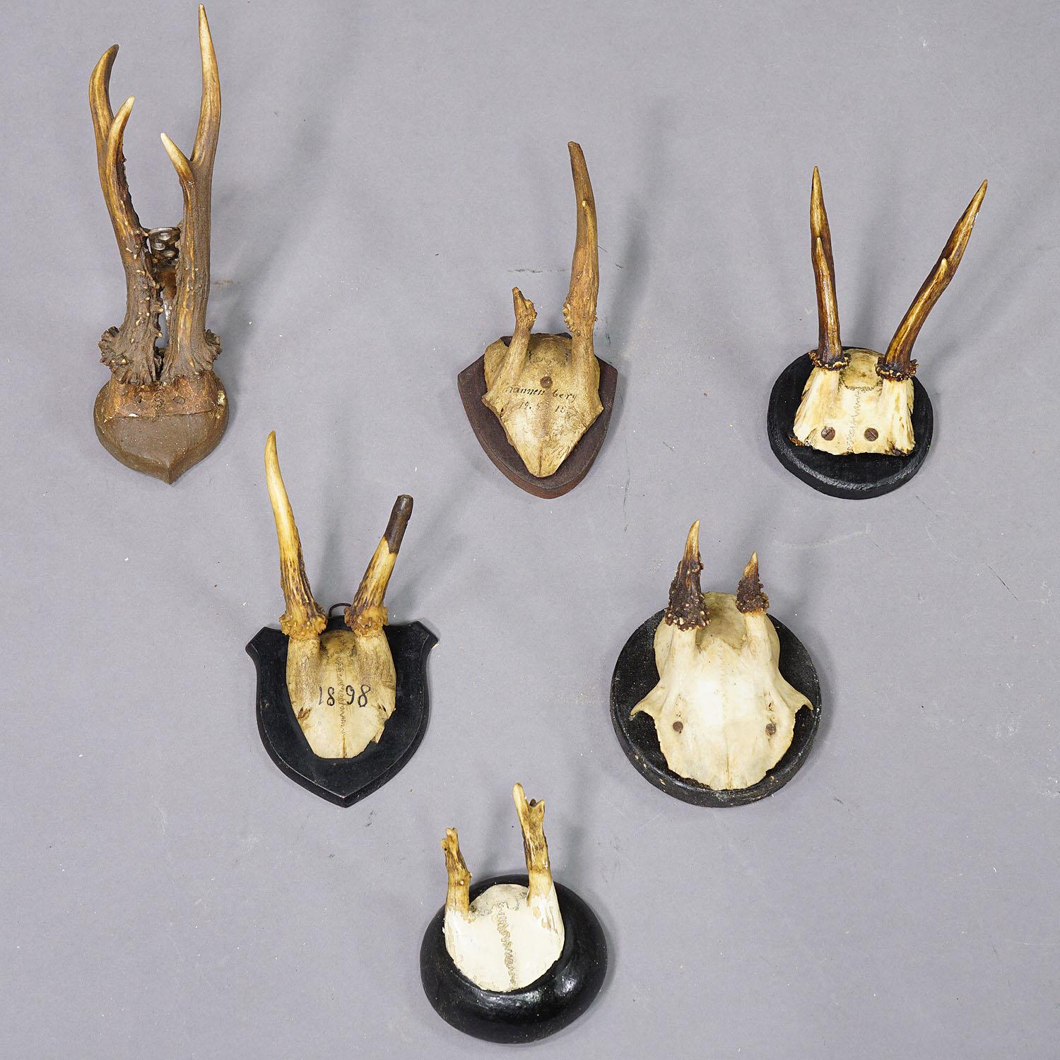 Set of Fifteen Black Forest Roe Deer Trophies on Wooden Plaques - Germany In Good Condition For Sale In Berghuelen, DE