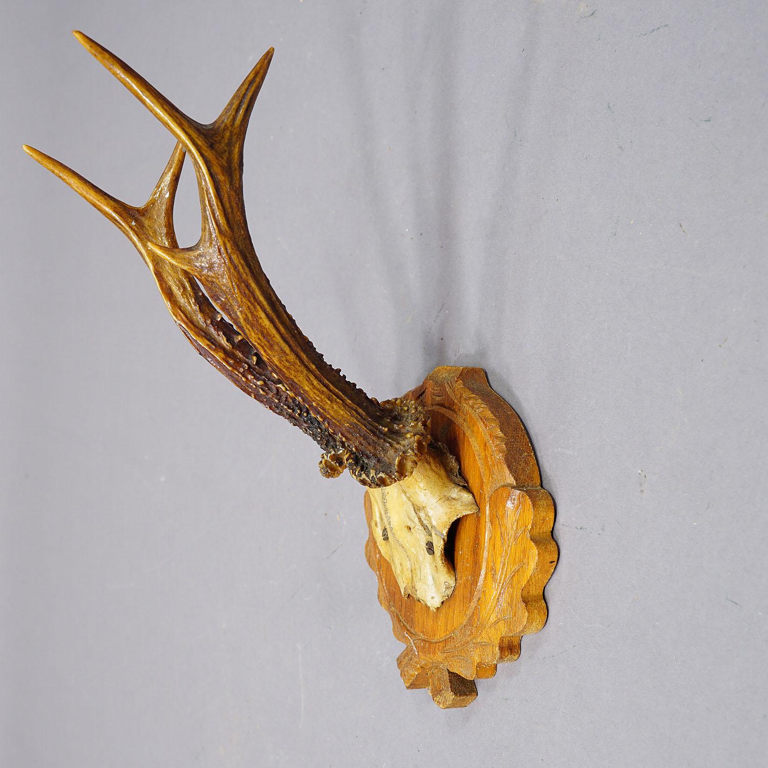 20th Century Set of Fifteen Black Forest Roe Deer Trophies on Wooden Plaques - Germany For Sale