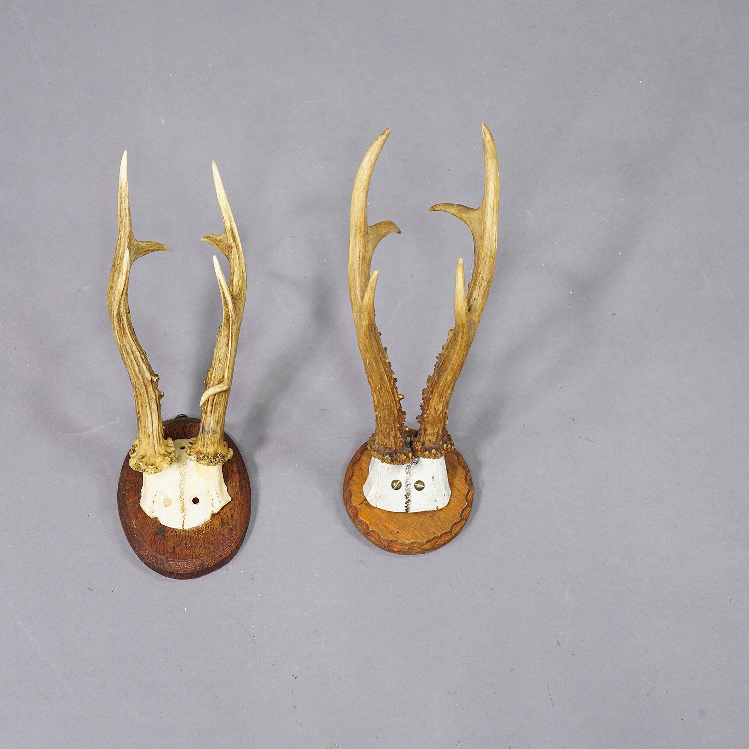 Set of Fifteen Black Forest Roe Deer Trophies on Wooden Plaques - Germany For Sale 1