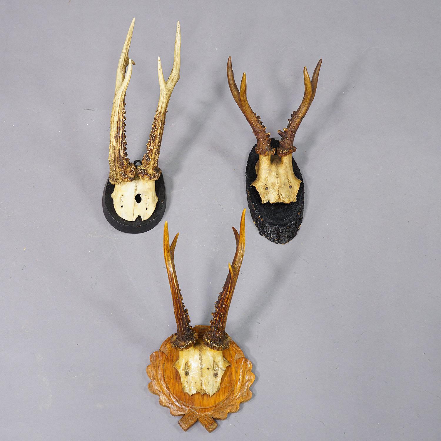 Set of Fifteen Black Forest Roe Deer Trophies on Wooden Plaques - Germany For Sale 2