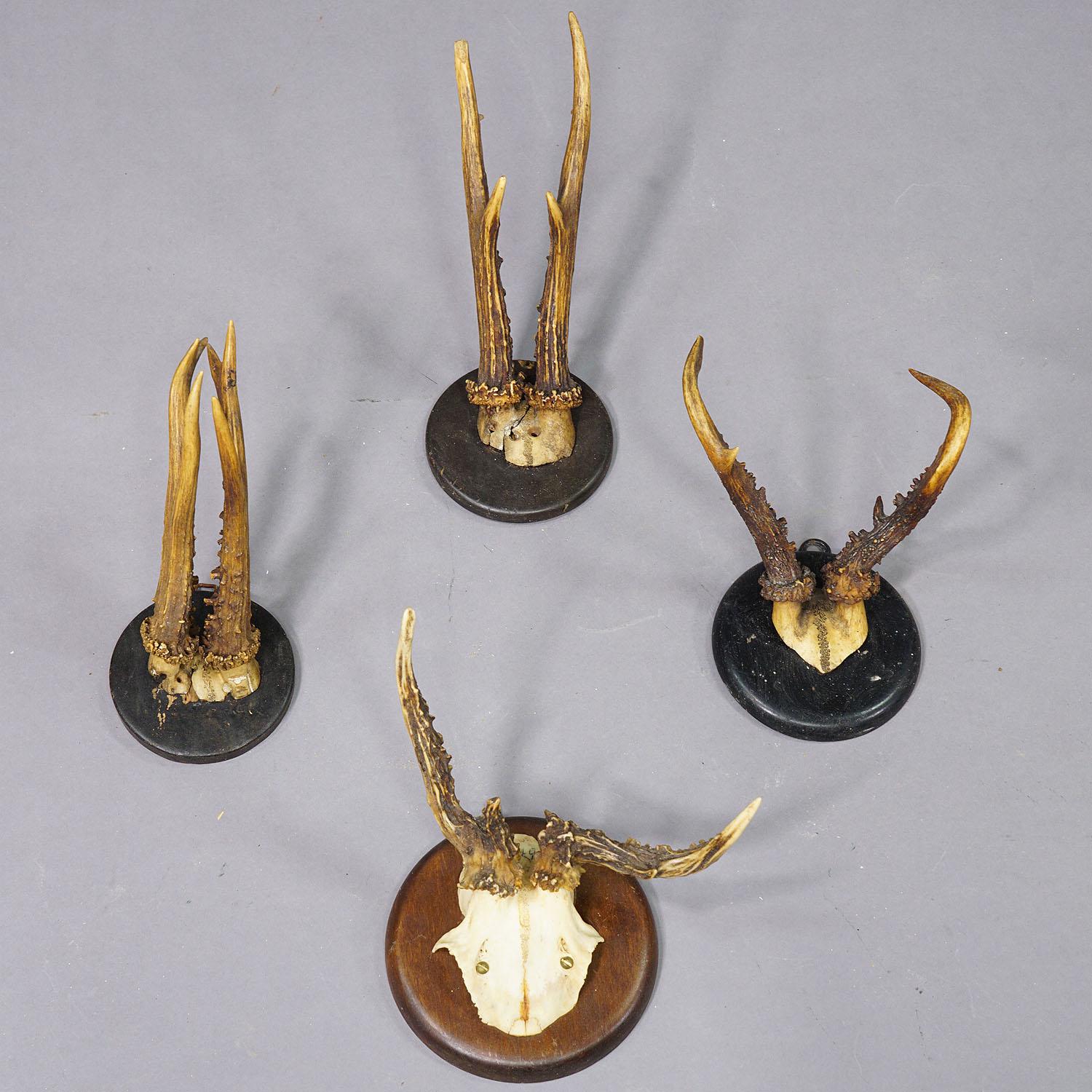 Set of Fifteen Black Forest Roe Deer Trophies on Wooden Plaques - Germany For Sale 3