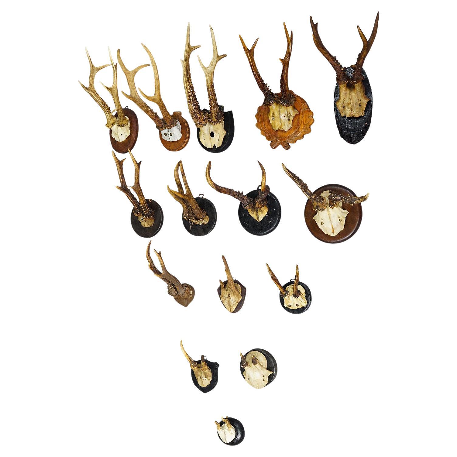 Set of Fifteen Black Forest Roe Deer Trophies on Wooden Plaques - Germany For Sale