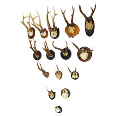 Antique Set of Fifteen Black Forest Roe Deer Trophies on Wooden Plaques - Germany