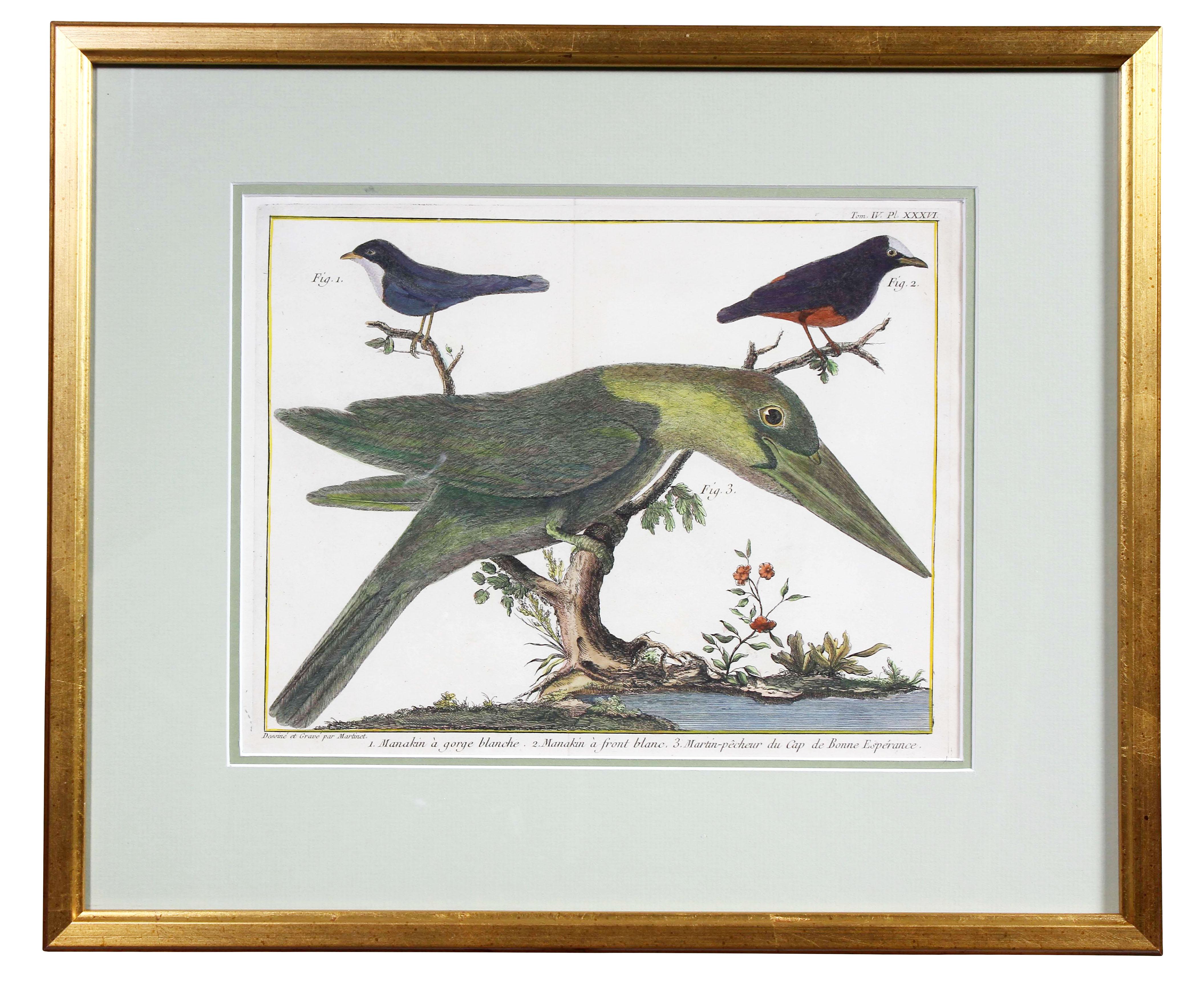 Set of Fifteen Framed Hand Colored Engravings of Birds by Francois N Martinet 3