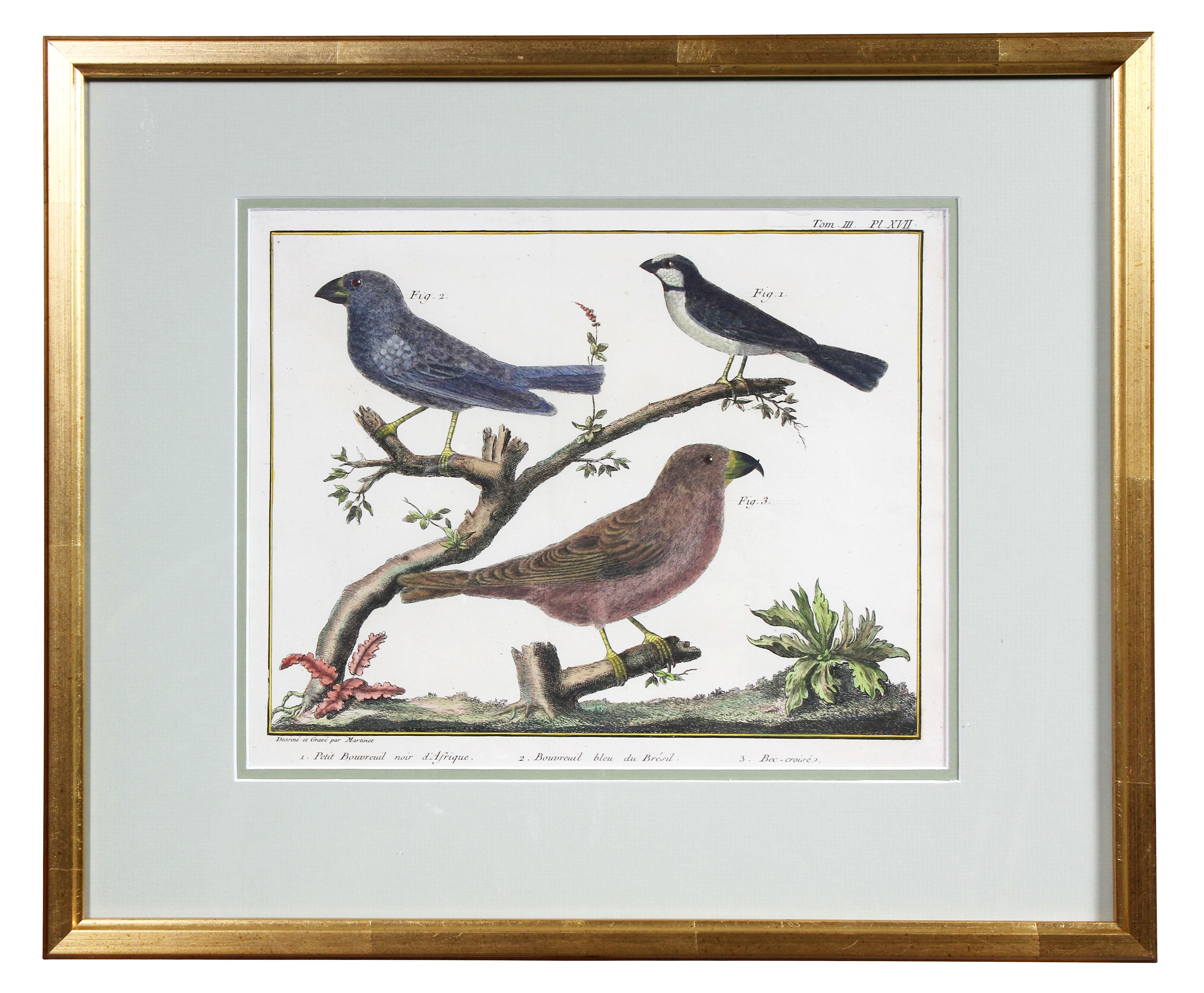 Set of Fifteen Framed Hand Colored Engravings of Birds by Francois N Martinet 6