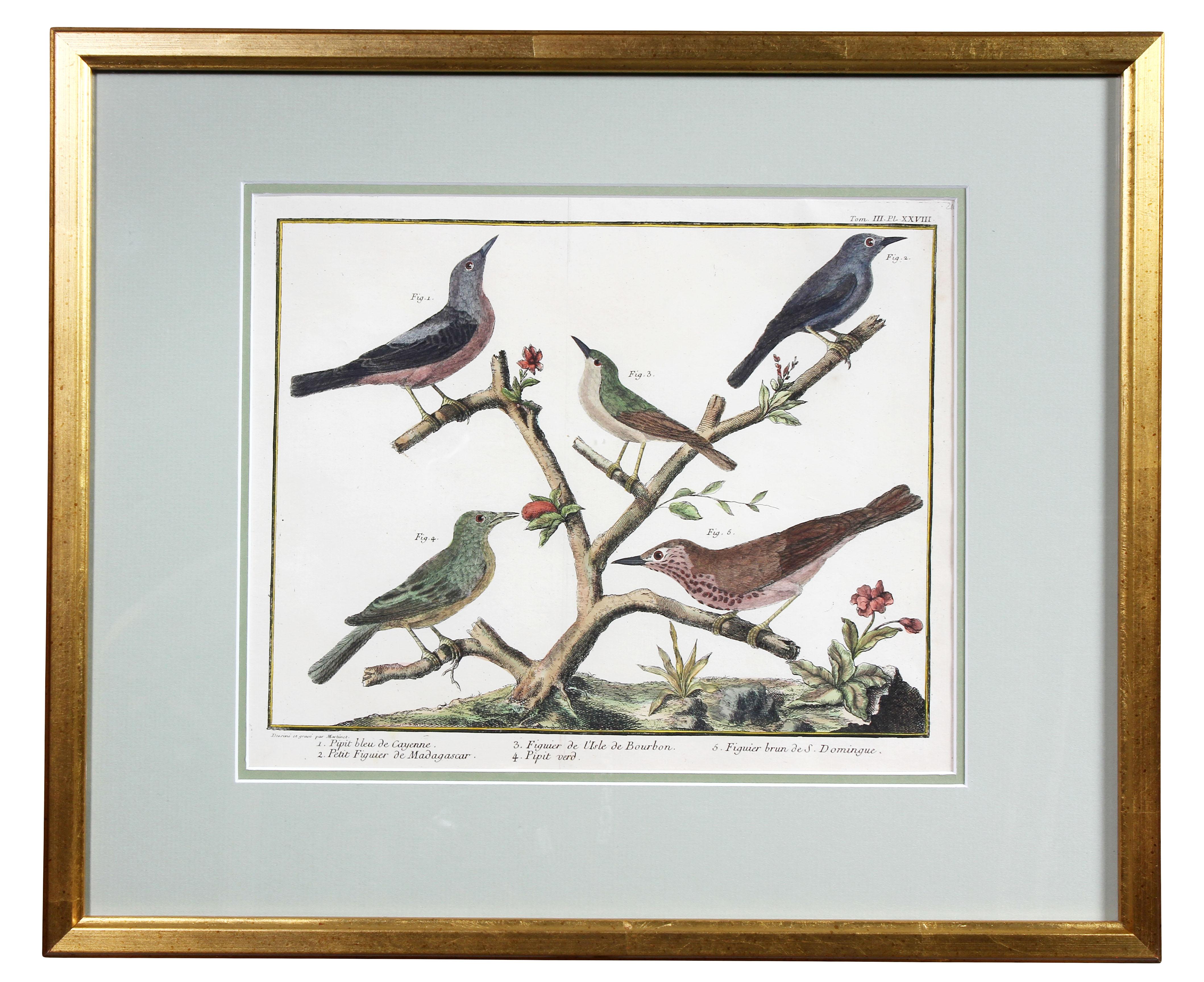 Set of Fifteen Framed Hand Colored Engravings of Birds by Francois N Martinet 8