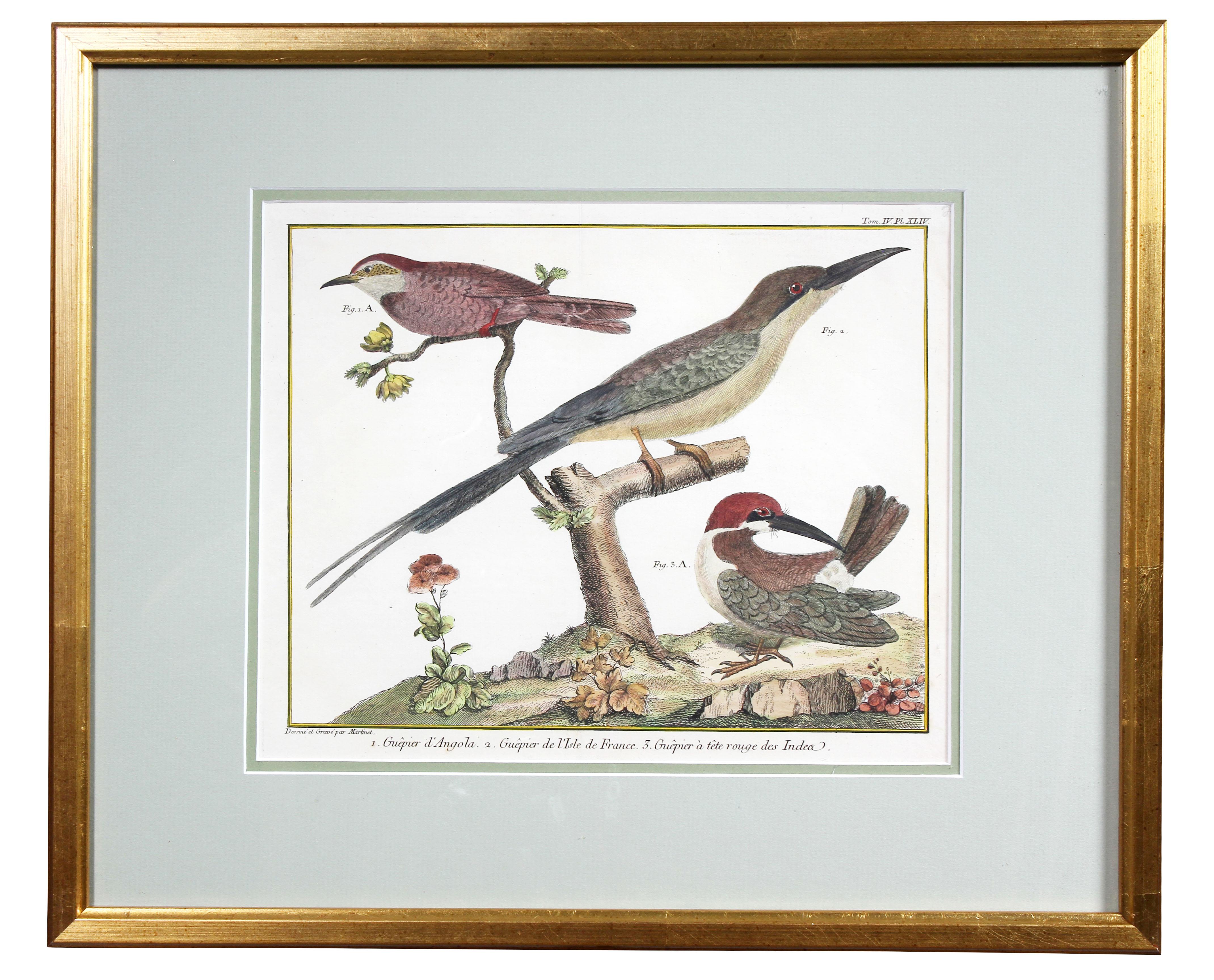 Set of Fifteen Framed Hand Colored Engravings of Birds by Francois N Martinet 10