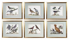 Set of Fifteen Framed Hand Colored Engravings of Birds by Francois N Martinet