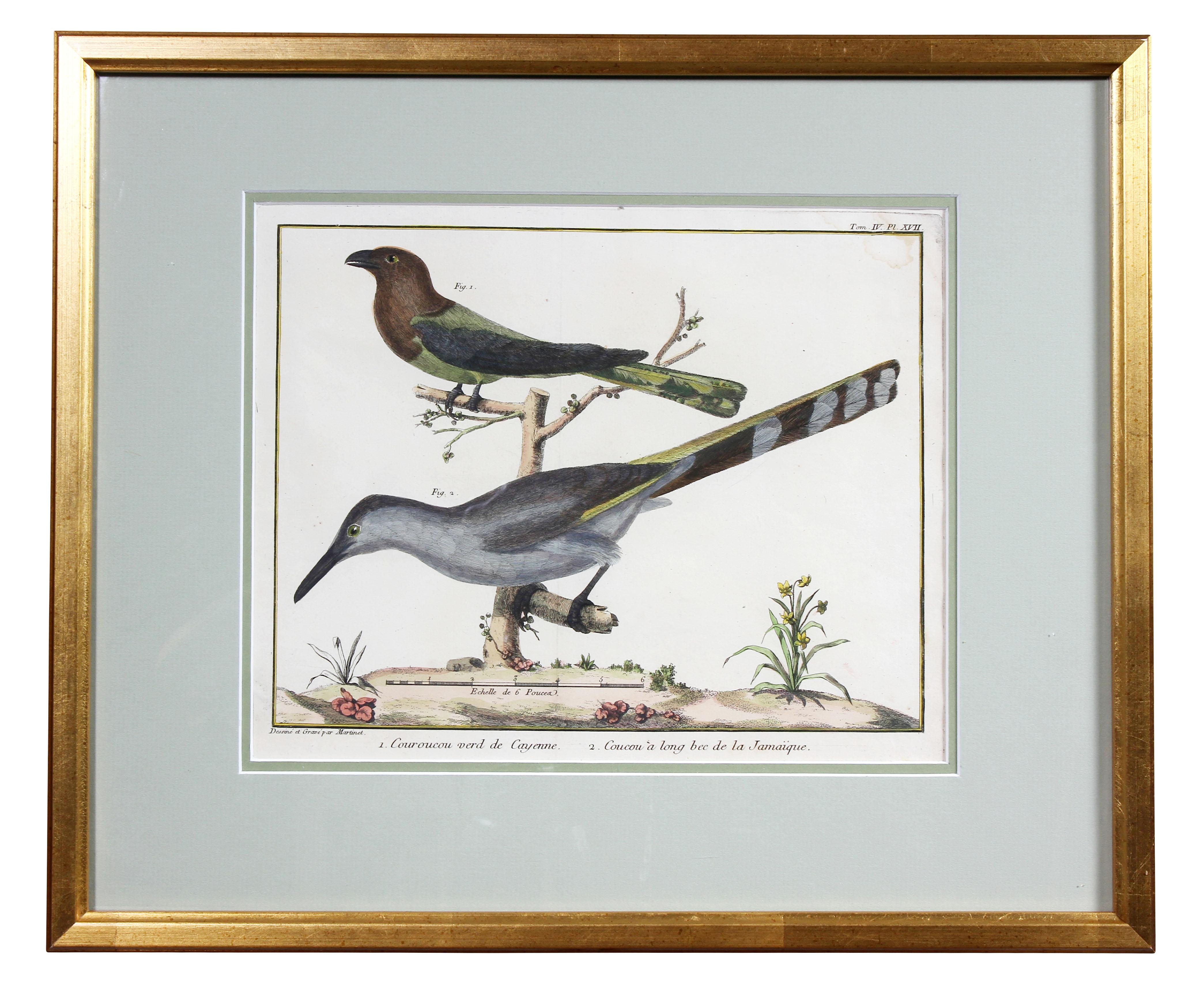 Neoclassical Set of Fifteen Framed Hand Colored Engravings of Birds by Francois N Martinet