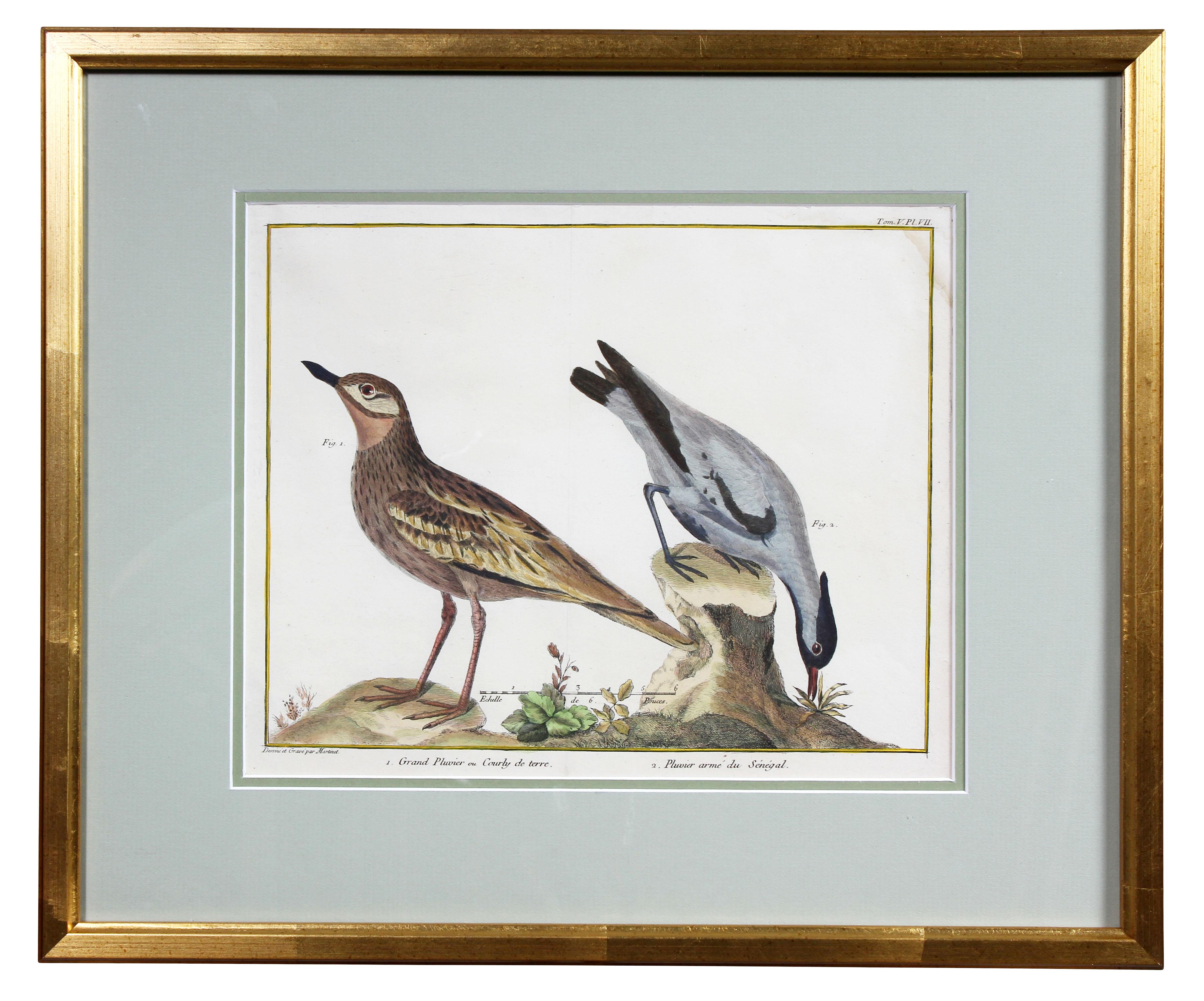 French Set of Fifteen Framed Hand Colored Engravings of Birds by Francois N Martinet