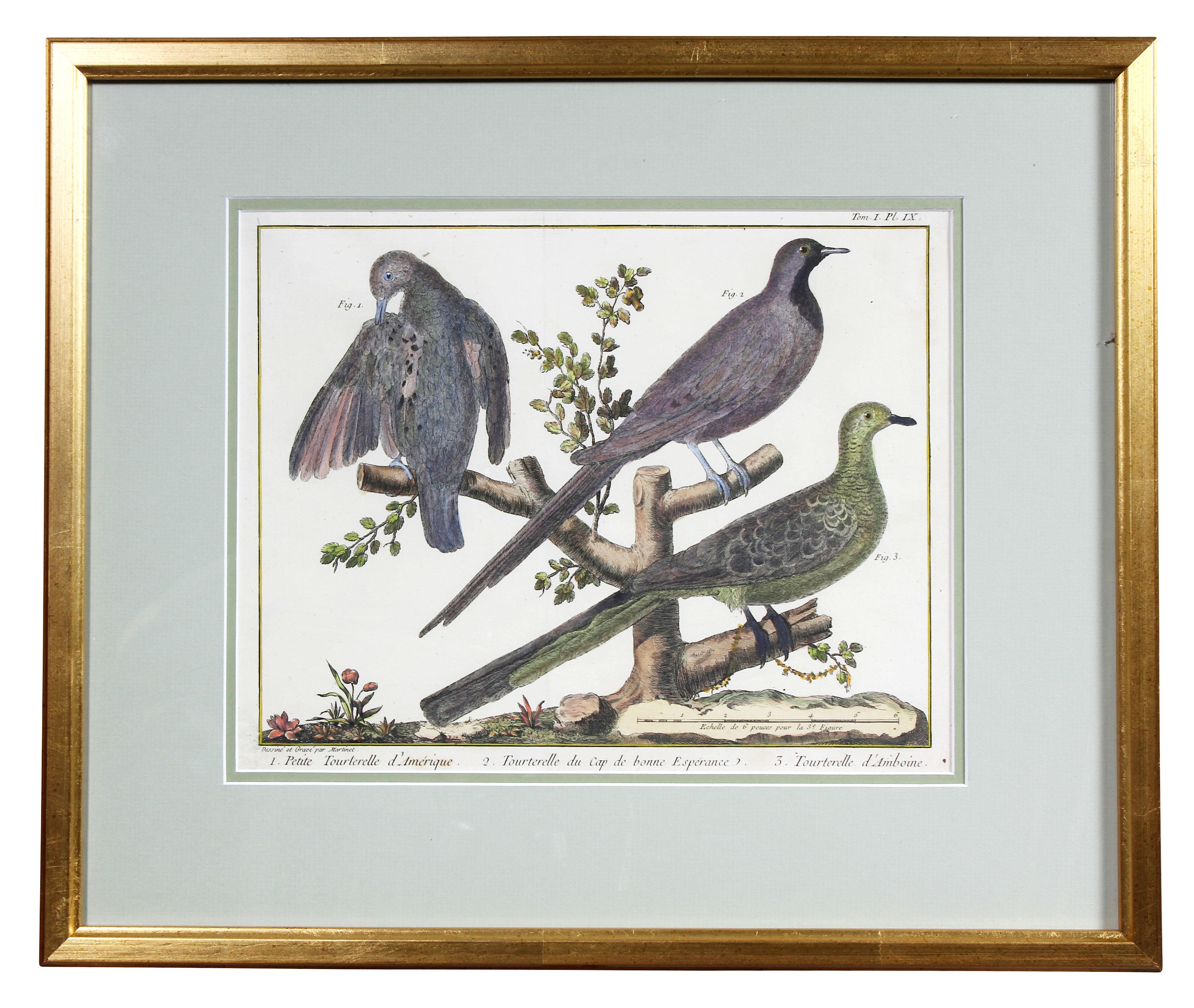 Late 18th Century Set of Fifteen Framed Hand Colored Engravings of Birds by Francois N Martinet