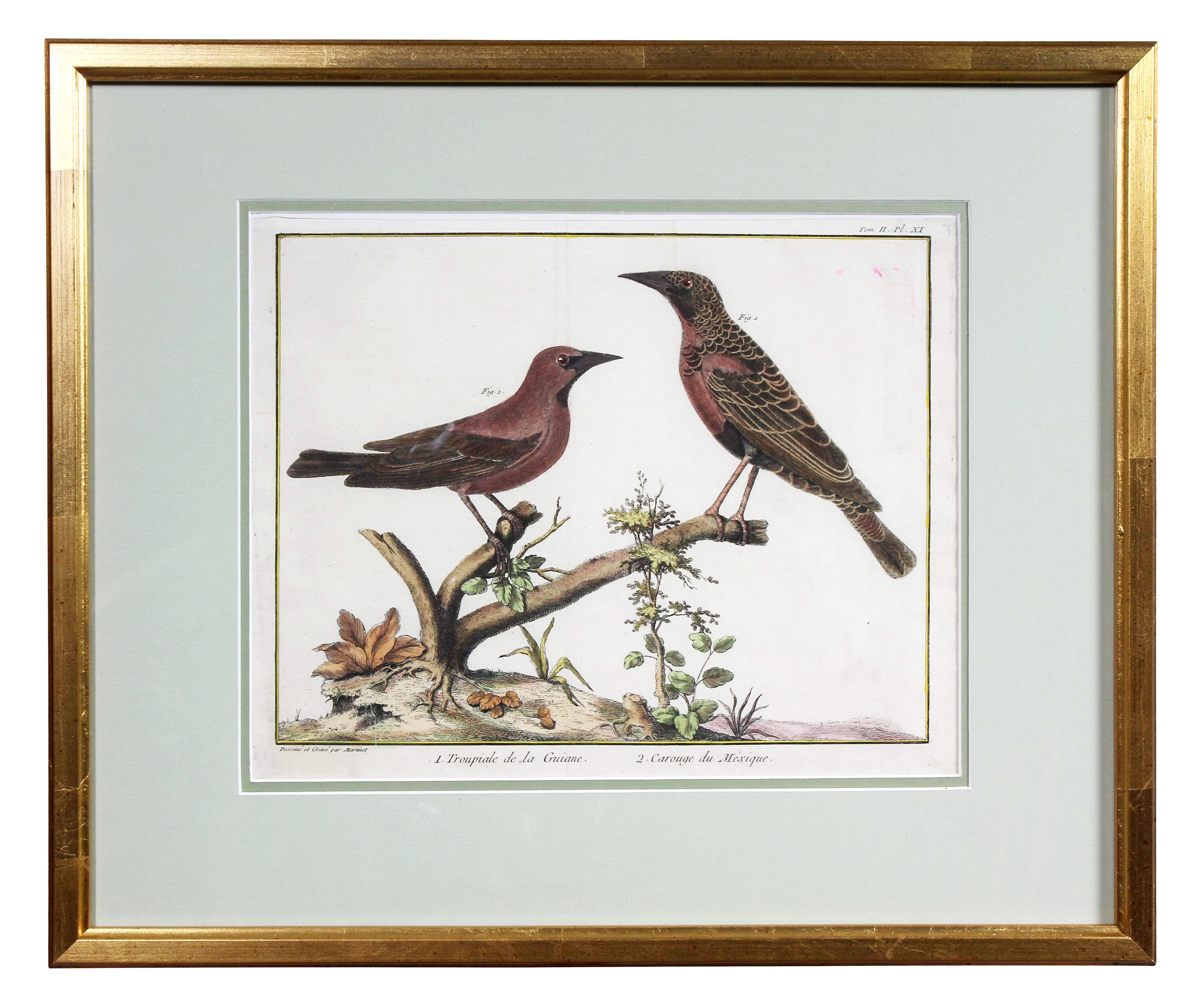 Paper Set of Fifteen Framed Hand Colored Engravings of Birds by Francois N Martinet
