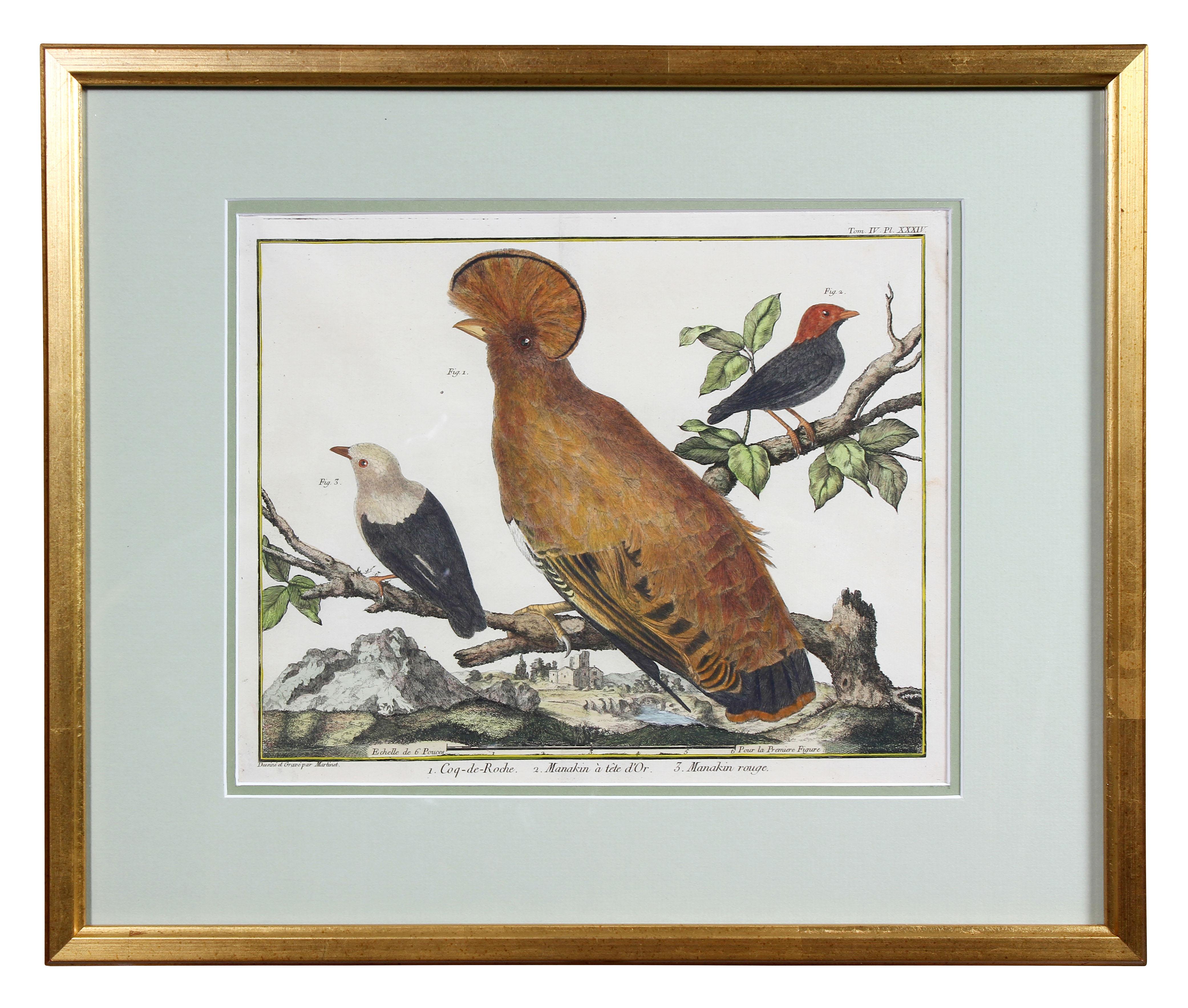 Set of Fifteen Framed Hand Colored Engravings of Birds by Francois N Martinet 1
