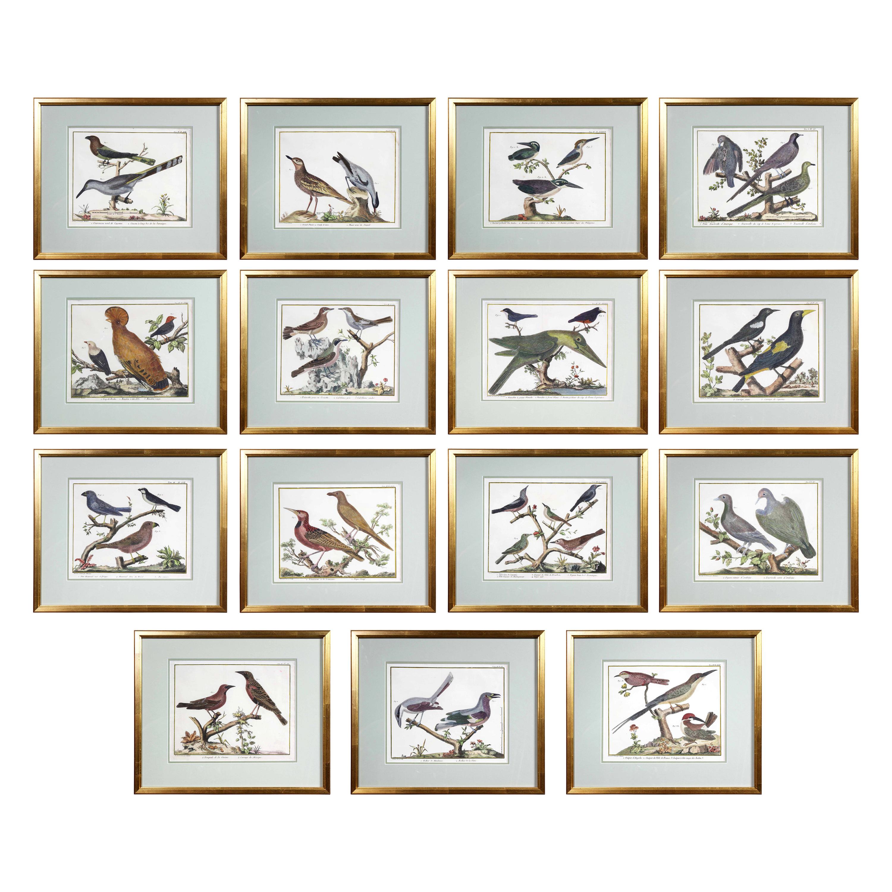 Set of Fifteen Framed Hand Colored Engravings of Birds by Francois N Martinet