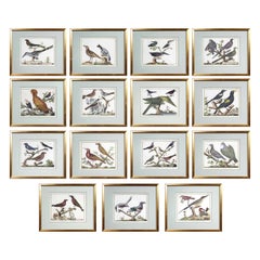 Ensemble de quinze gravures d'oiseaux encadrées et colorées à la main de Francois N Martinet