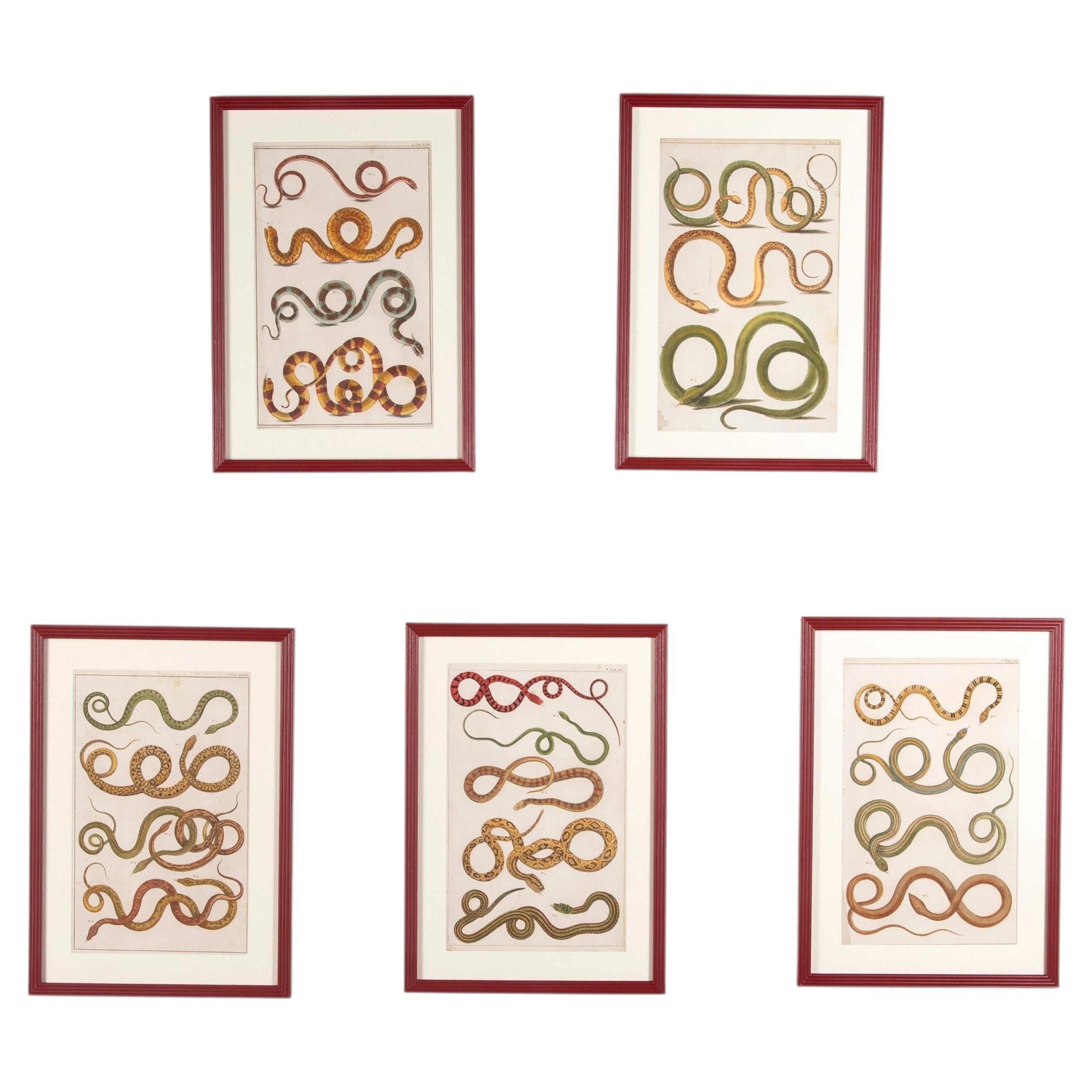 Set of Five 18th Century Albertus Seba Snake Engravings