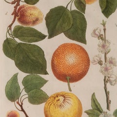 Set of Five 18th Century Fruit Prints by Johann Weinmann