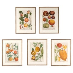 Set of Five 18th Century Fruit Prints by Johann Weinmann