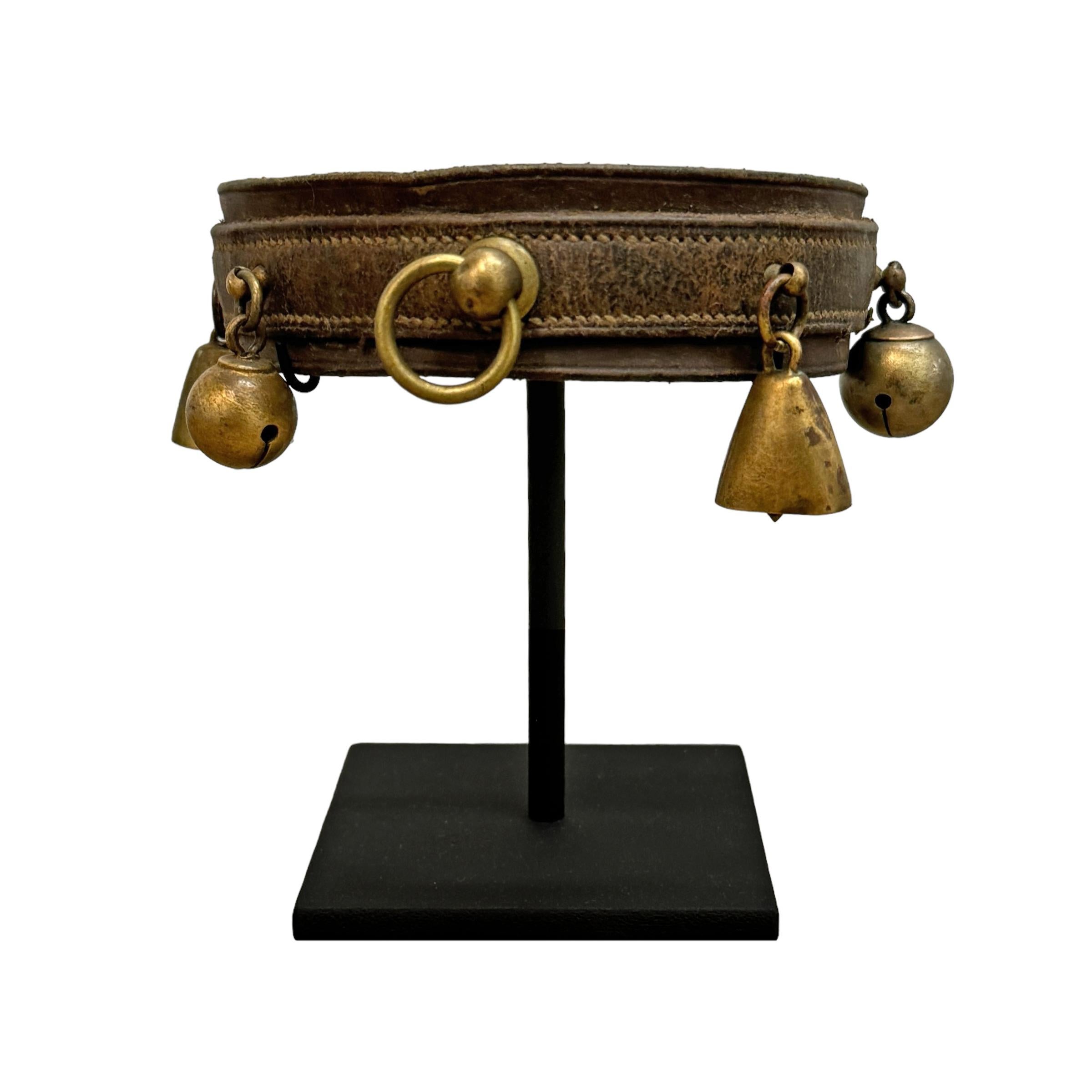 Set of Five 19th Century French Dog Collars on Custom Mounts 6