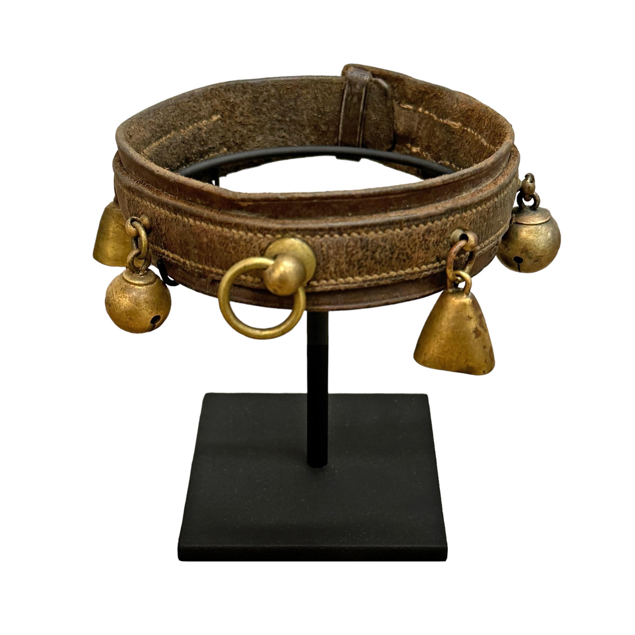 Set of Five 19th Century French Dog Collars on Custom Mounts 7