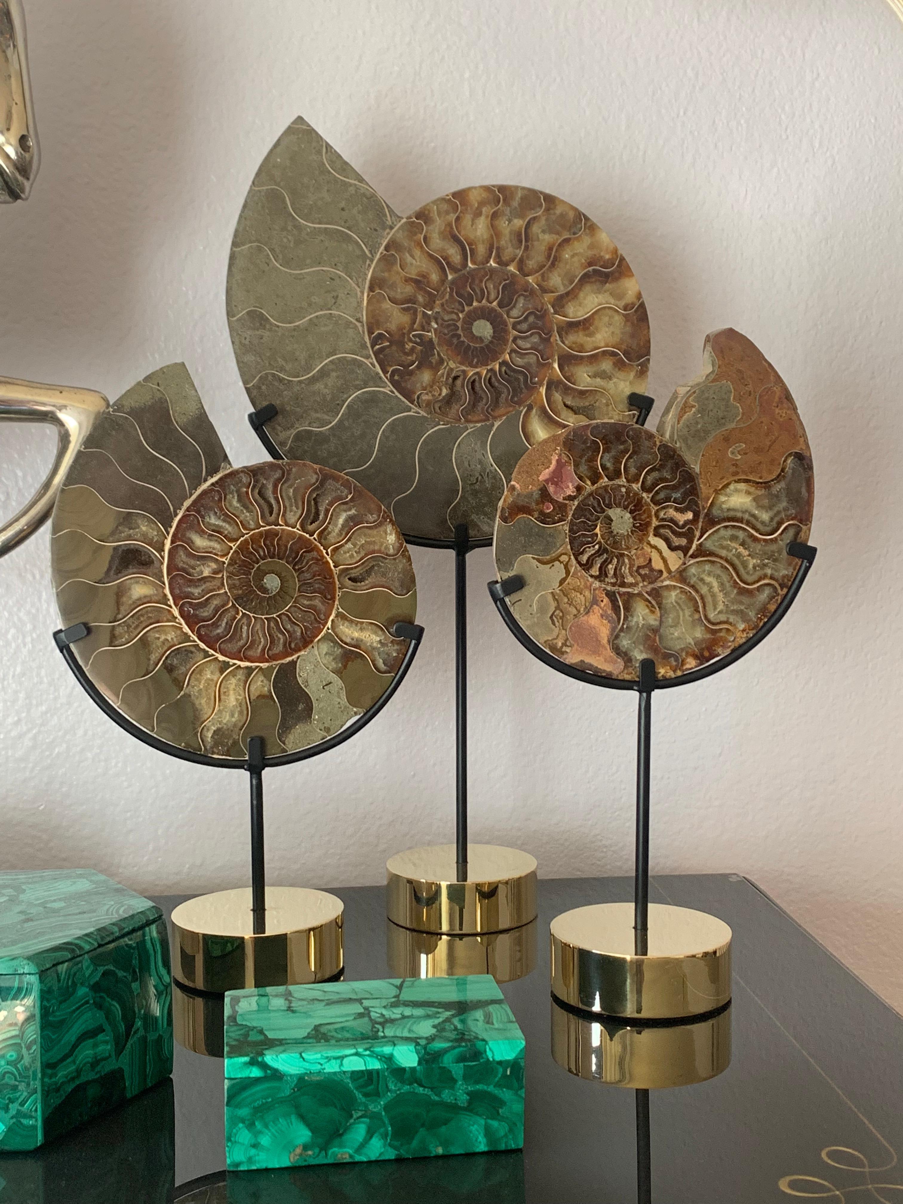 Set of Five Ammonite Fossils on Brass Base 2