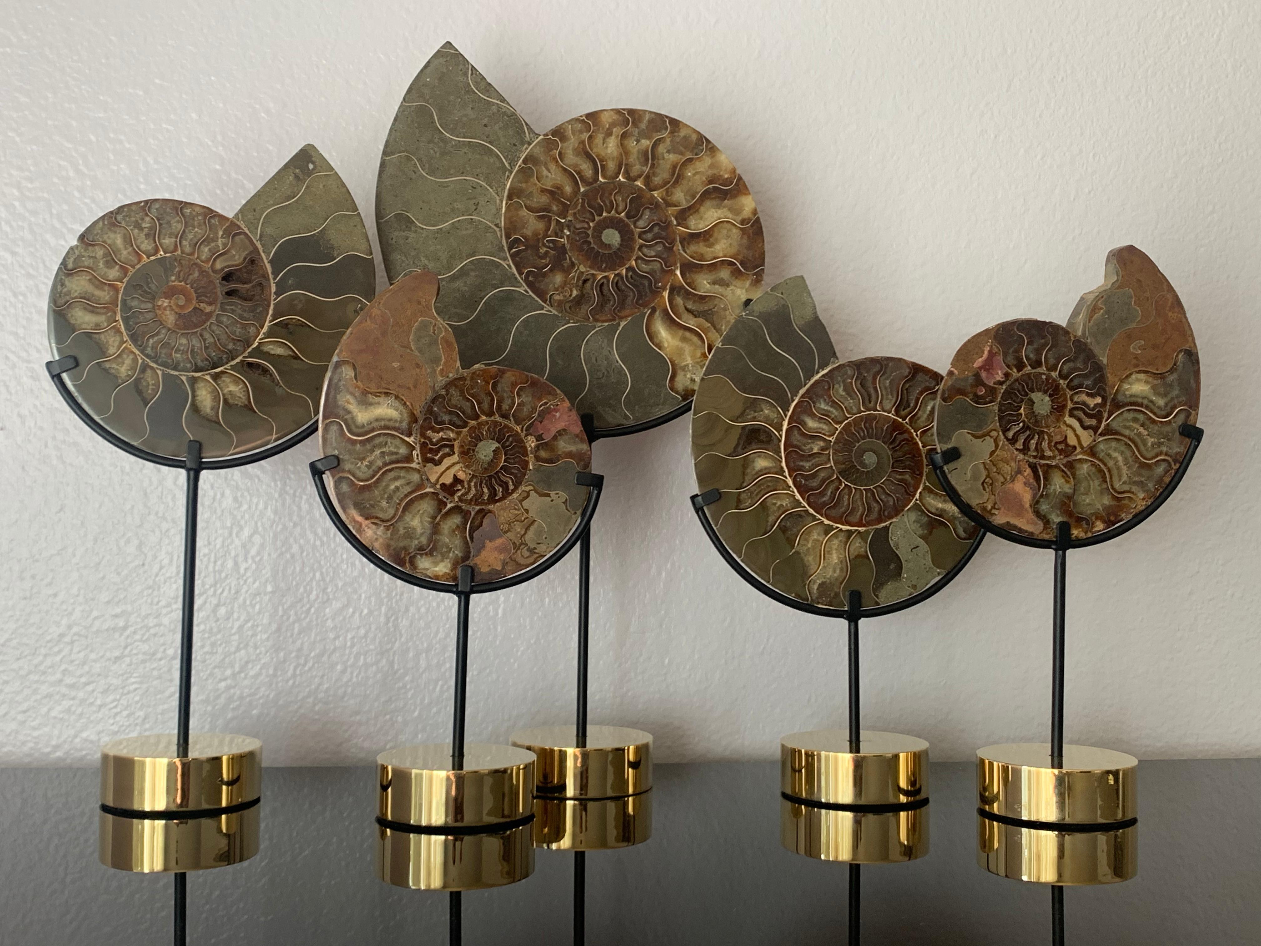 Set of five ammonite fossils on brass base
Large is 15.5