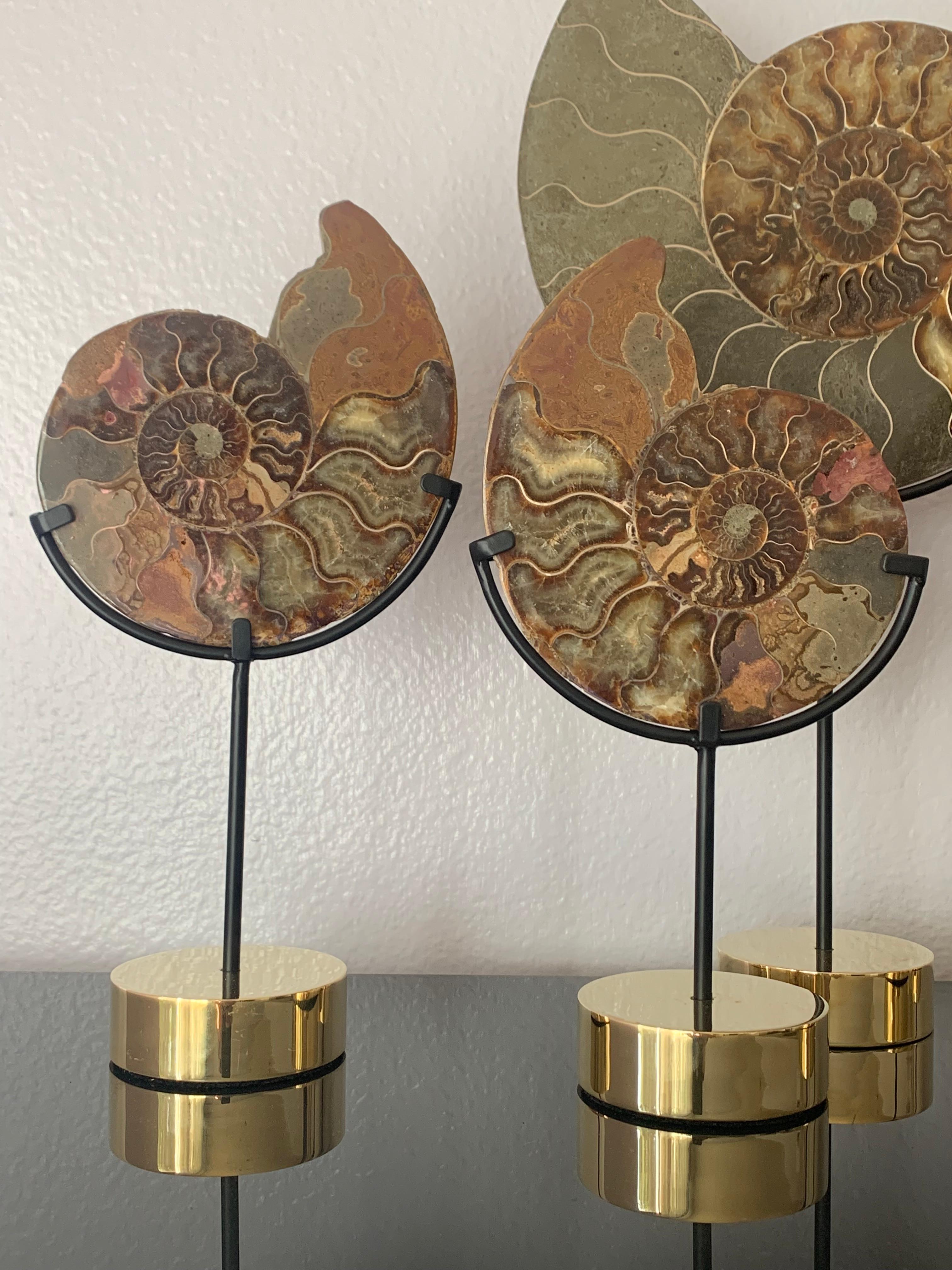 Moroccan Set of Five Ammonite Fossils on Brass Base