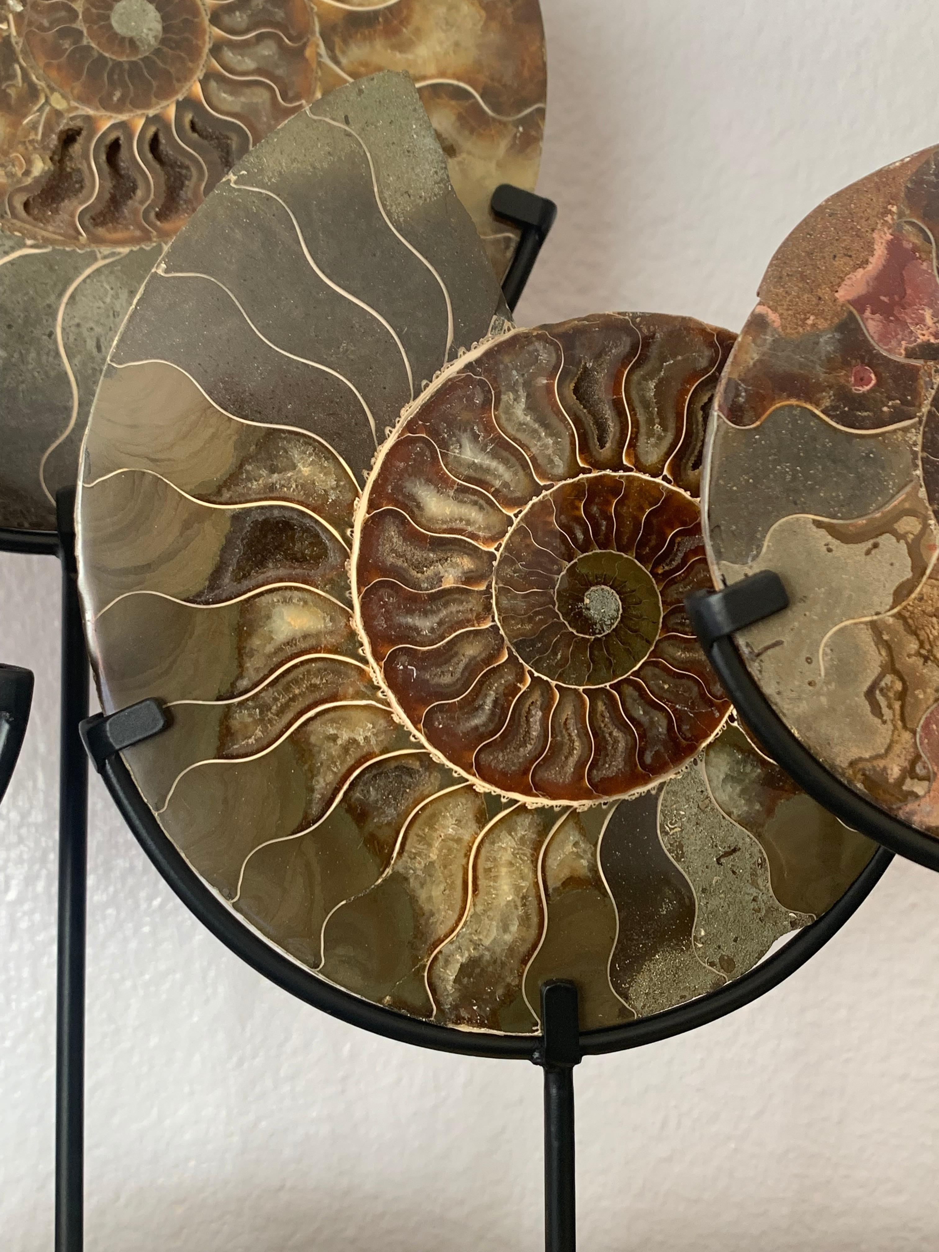 Set of Five Ammonite Fossils on Brass Base In Good Condition In North Hollywood, CA