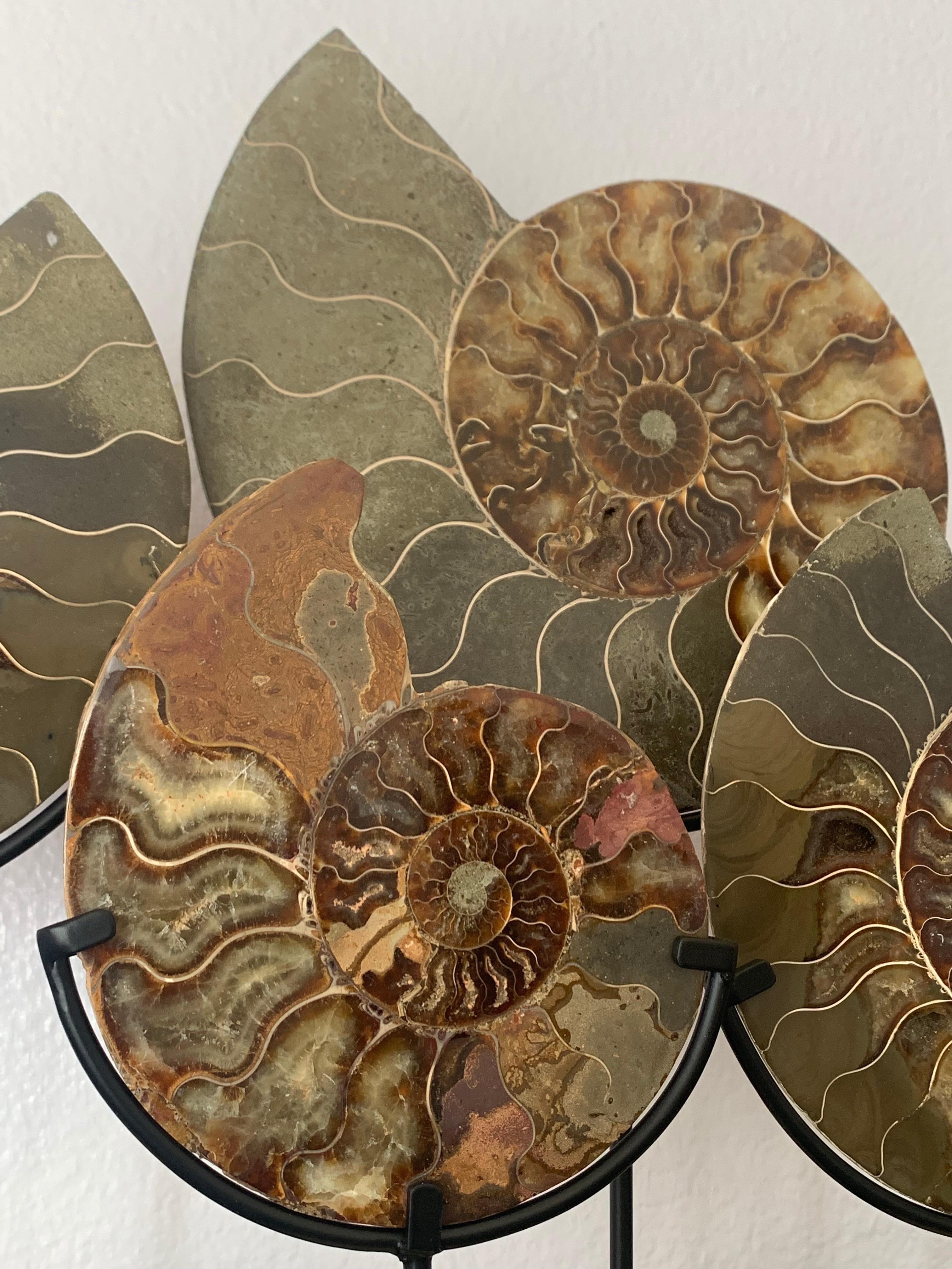 Contemporary Set of Five Ammonite Fossils on Brass Base