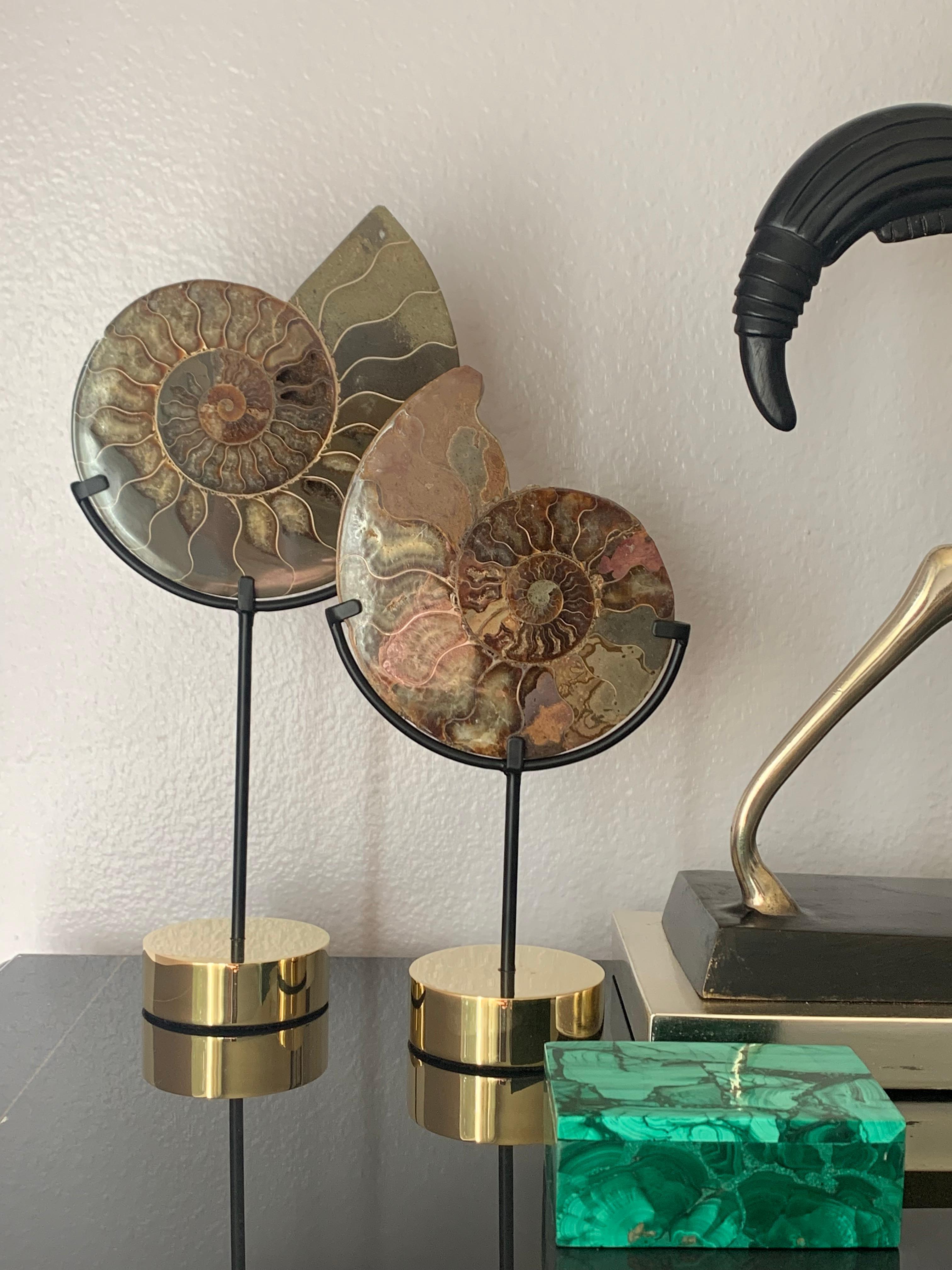 Set of Five Ammonite Fossils on Brass Base 1
