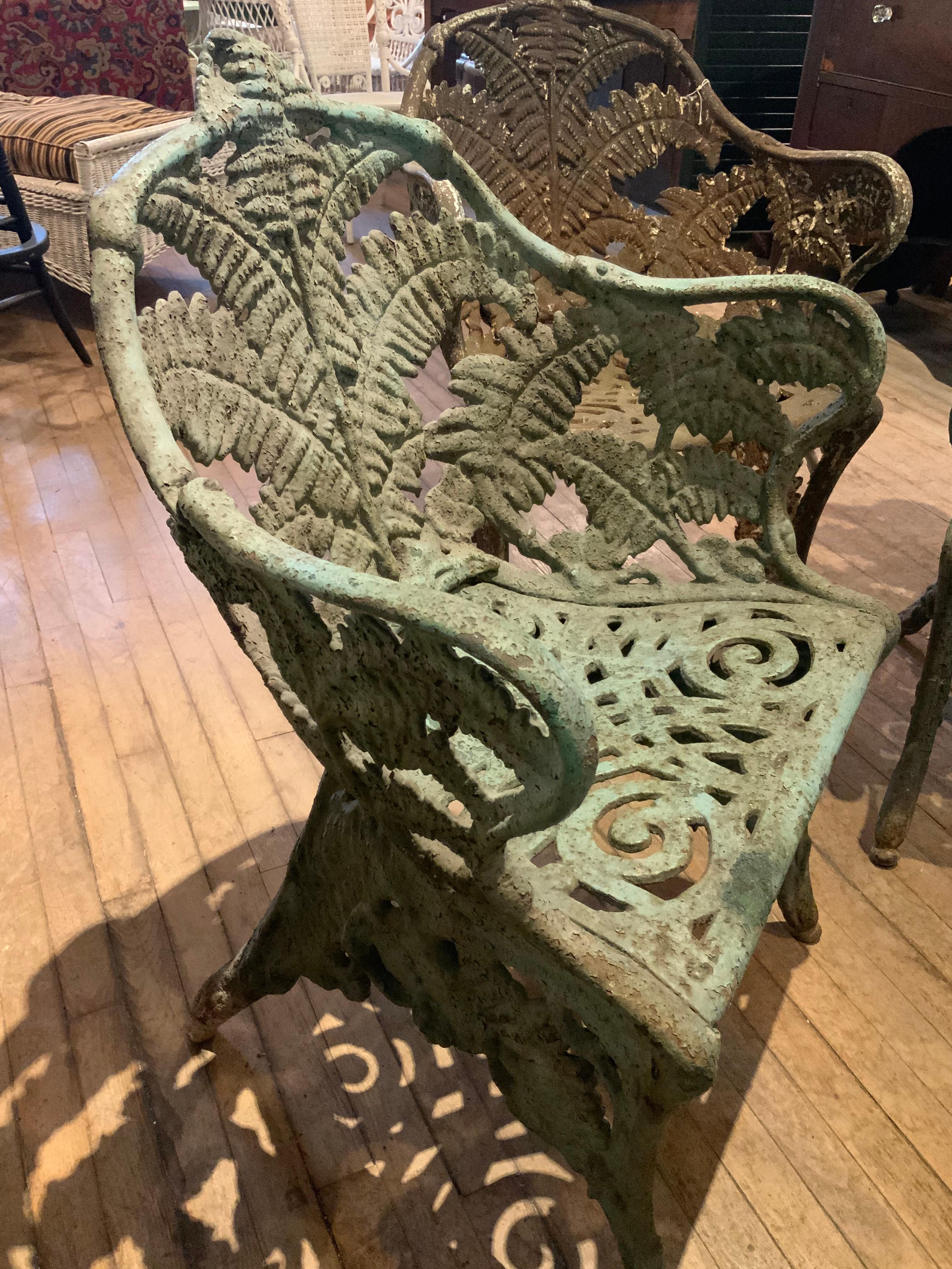 cast of ferns