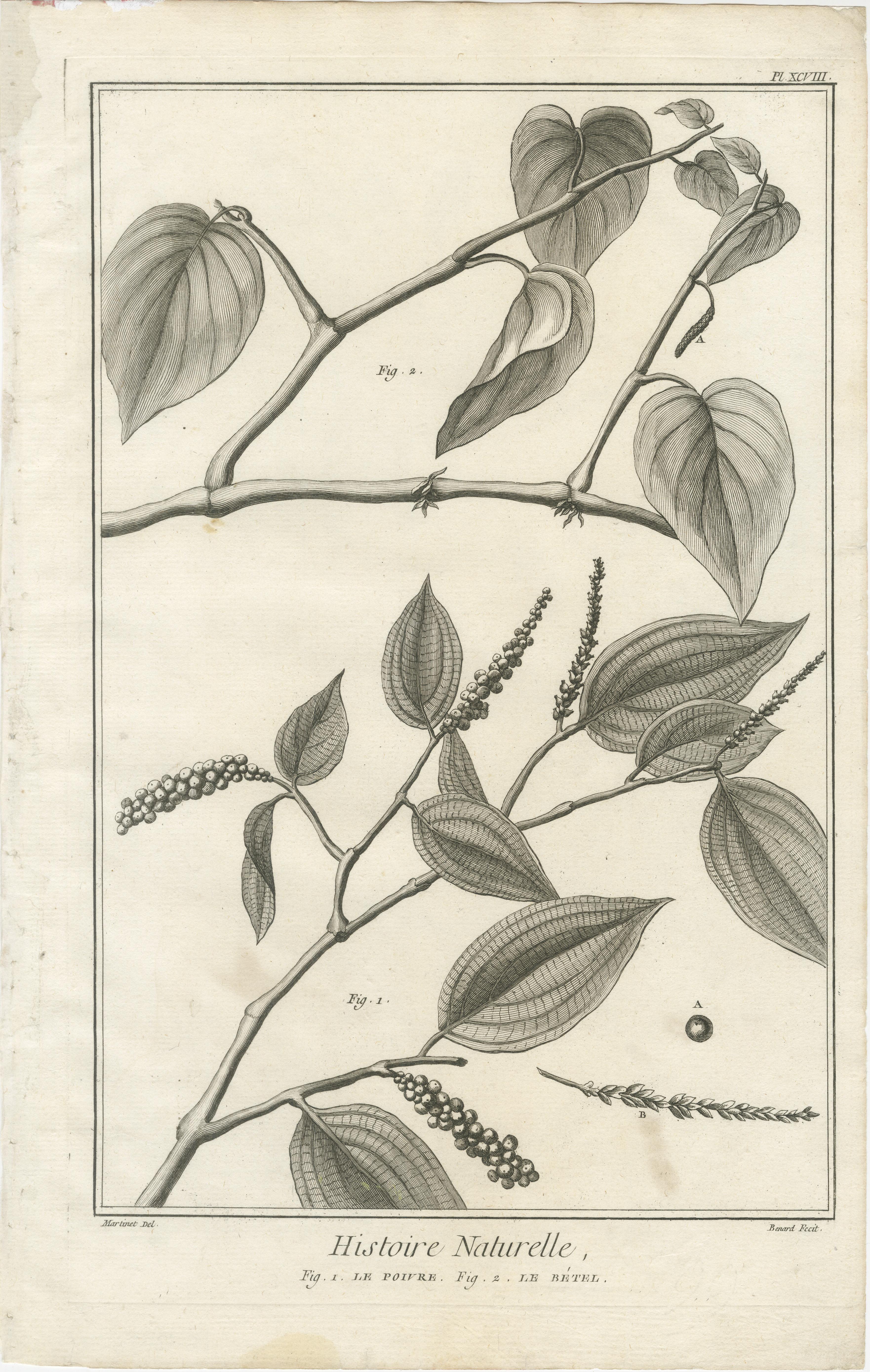 Ensemble de cinq gravures anciennes d'épices et de cultures coloniales tirées de l'Encyclopédie de Diderot, vers 1770

Remarquable ensemble de cinq gravures sur cuivre extraites de l'Encyclopédie ou Dictionnaire raisonné des sciences, des arts et