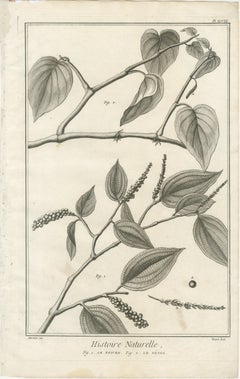 Set of Five Antique Engravings of Spices and Colonial Crops by Diderot, 1770