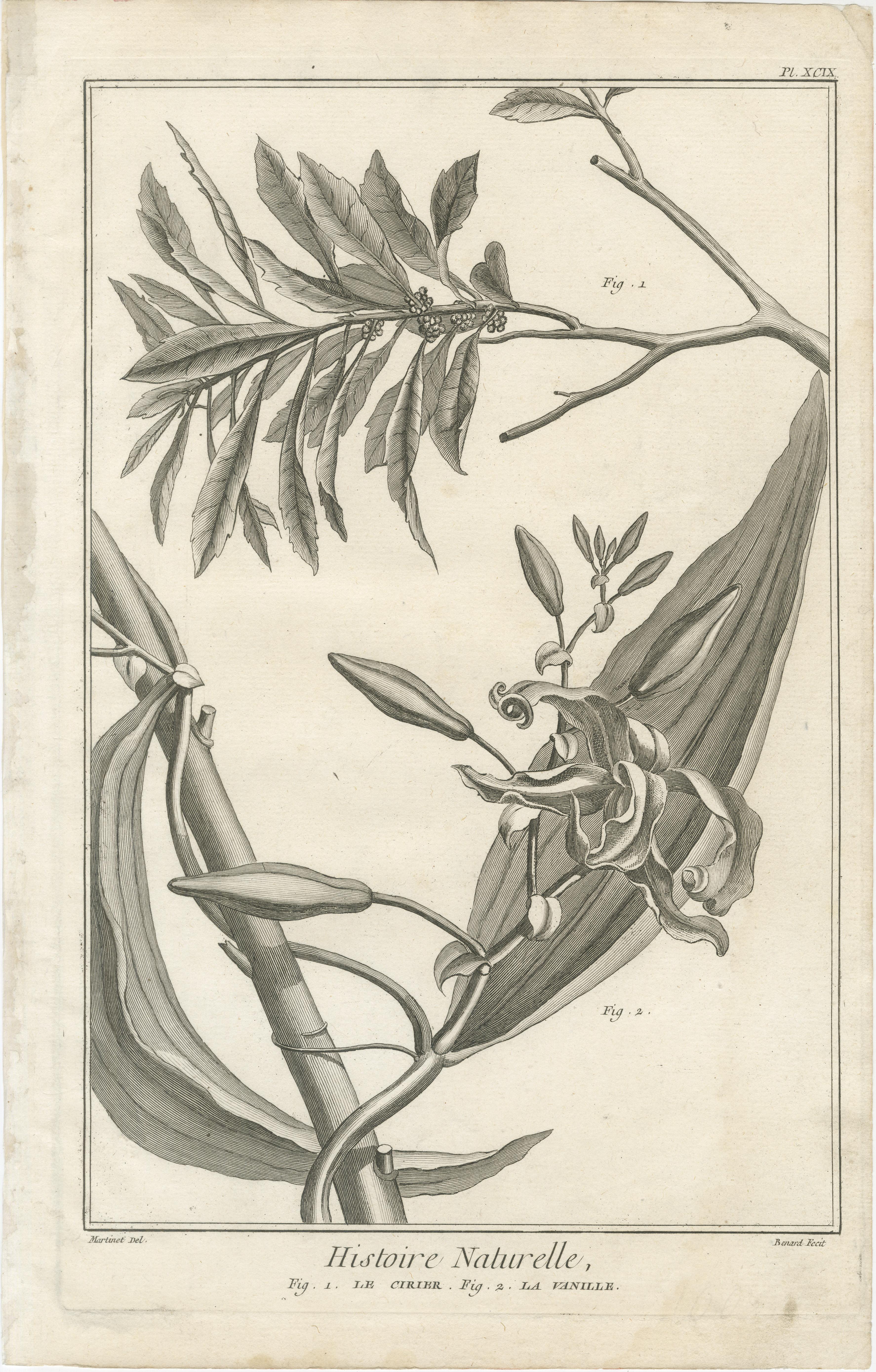 Français Ensemble de cinq gravures anciennes d'épices et de cultures coloniales par Diderot, 1770 en vente