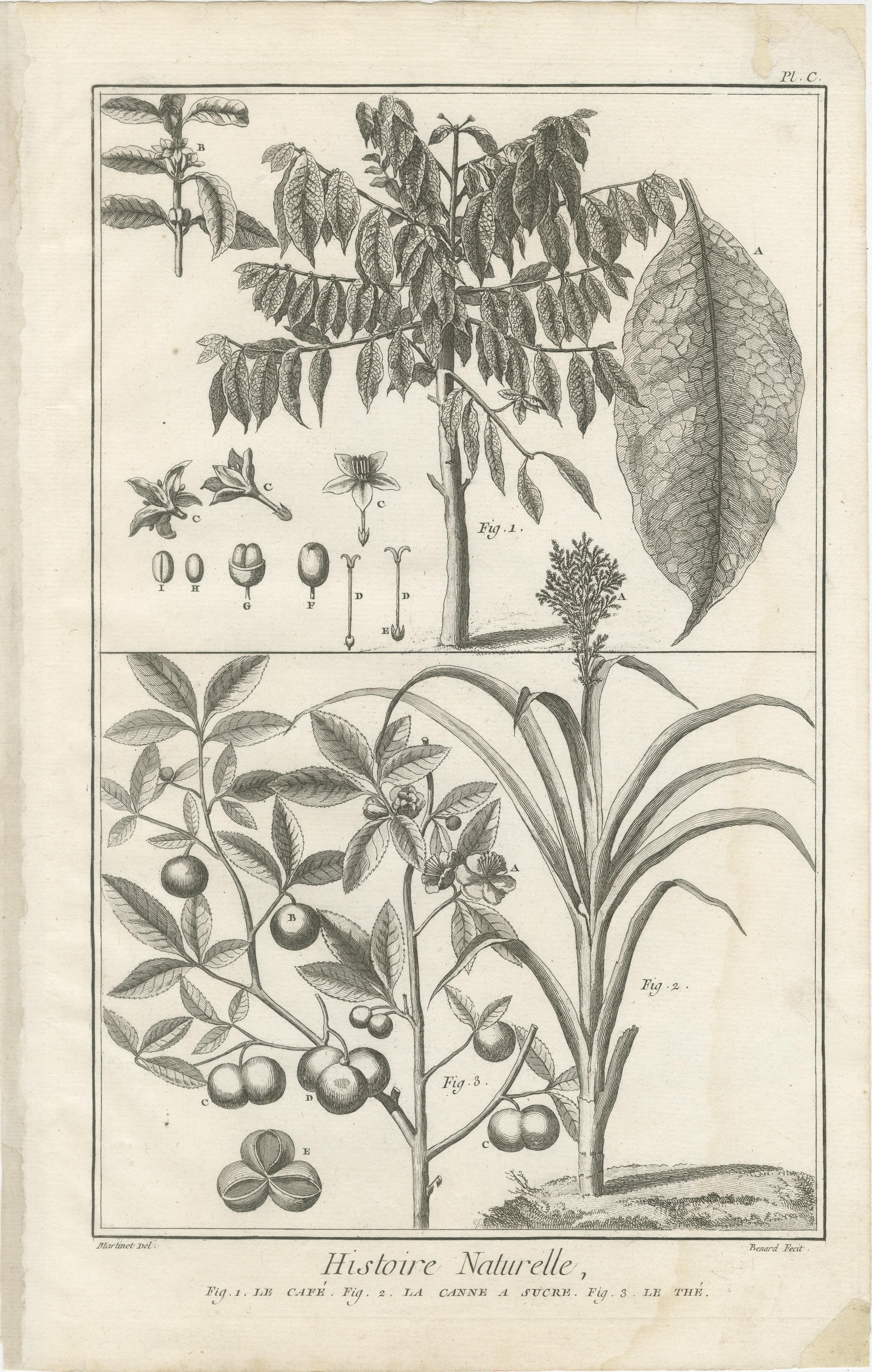 Gravé Ensemble de cinq gravures anciennes d'épices et de cultures coloniales par Diderot, 1770 en vente