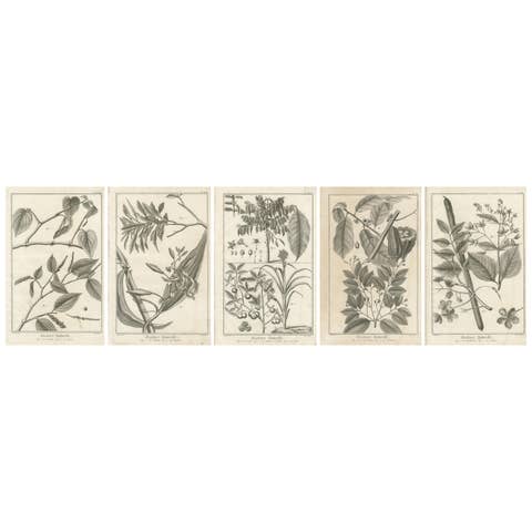Set of Five Antique Engravings of Spices and Colonial Crops by Diderot, 1770