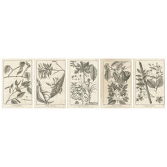 Set of Five Antique Engravings of Spices and Colonial Crops by Diderot, 1770