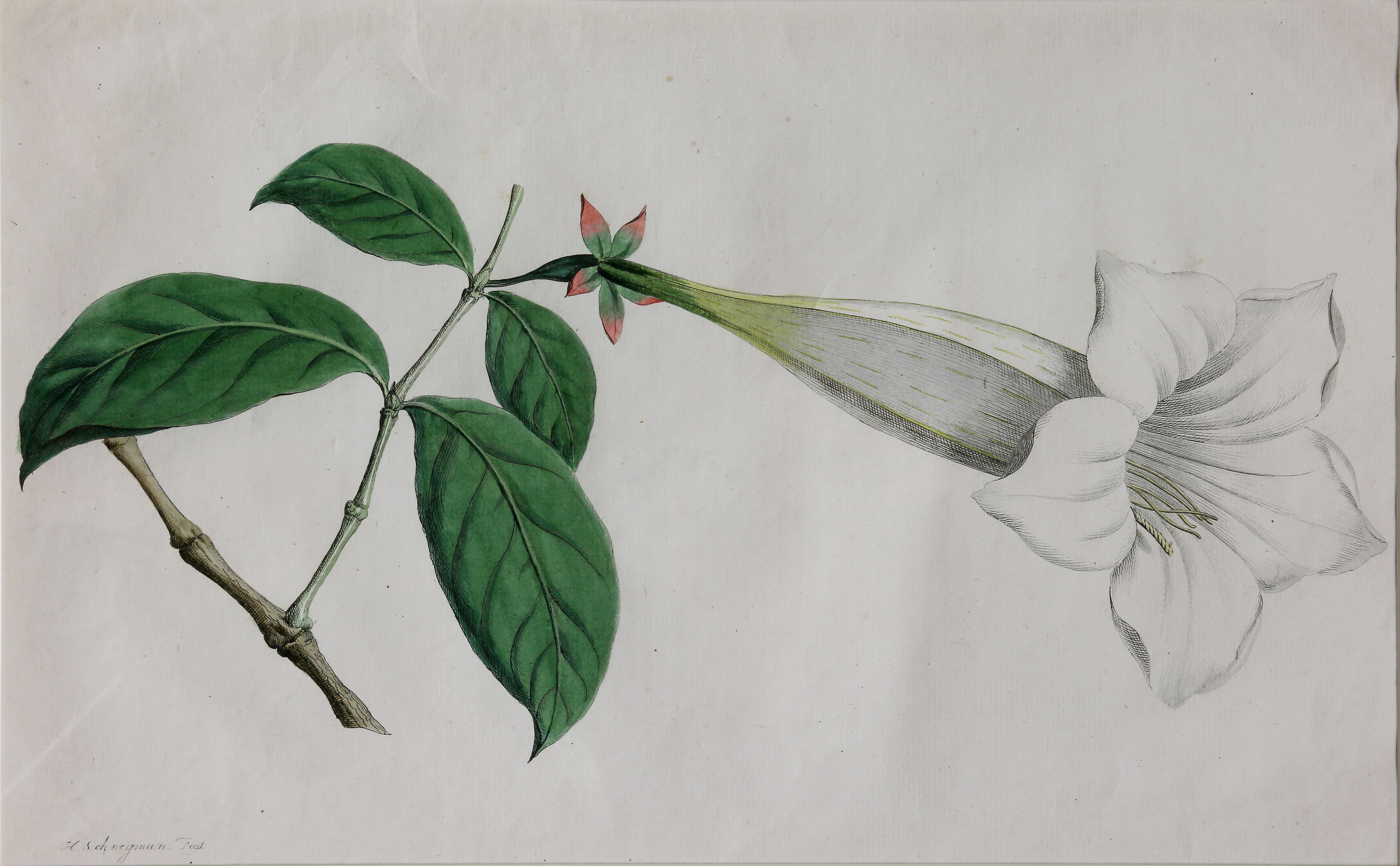 Set of Five Framed Botanicals of Flowers by Hendrik Schwegman 7