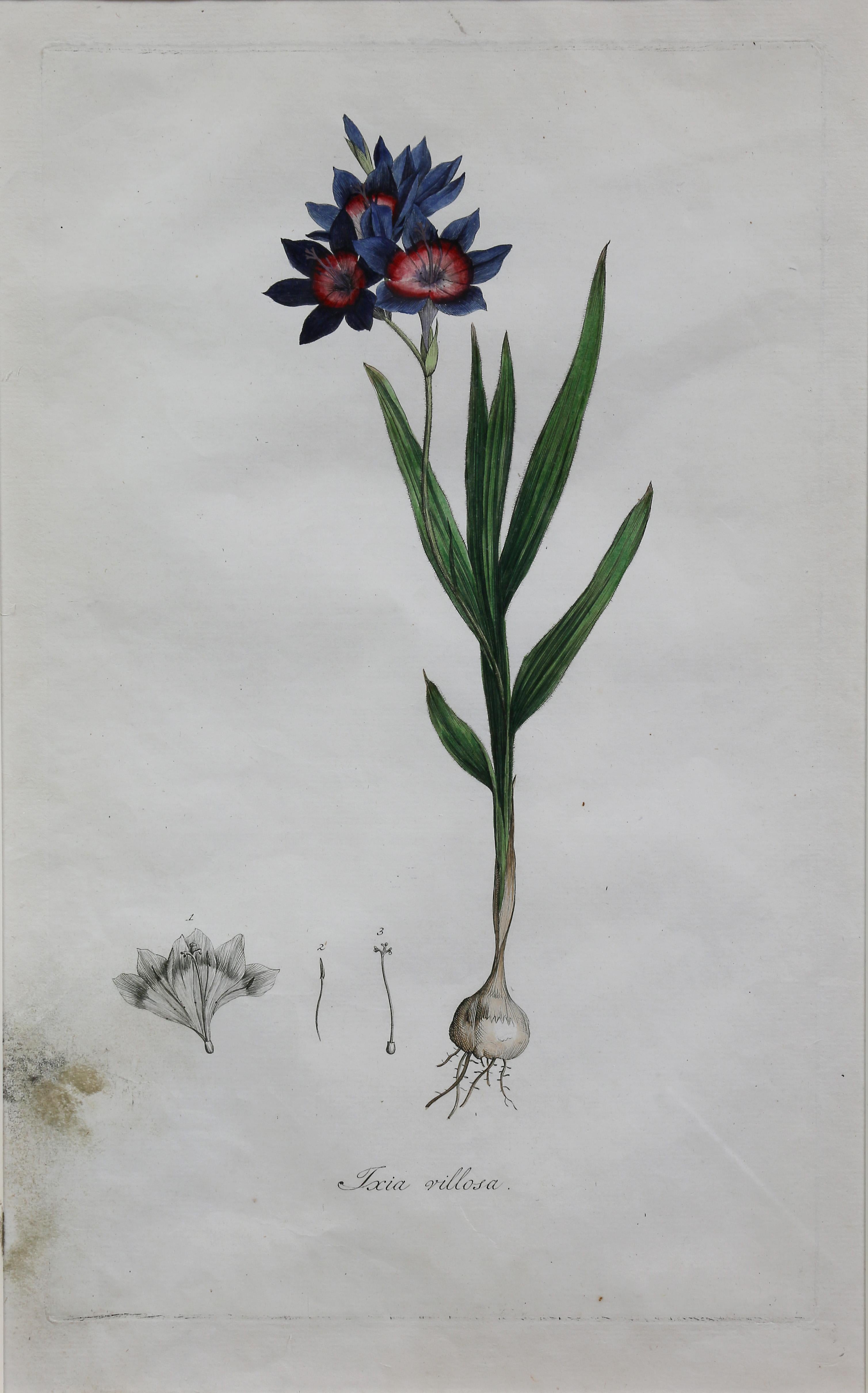 19th Century Set of Five Framed Botanicals of Flowers by Hendrik Schwegman