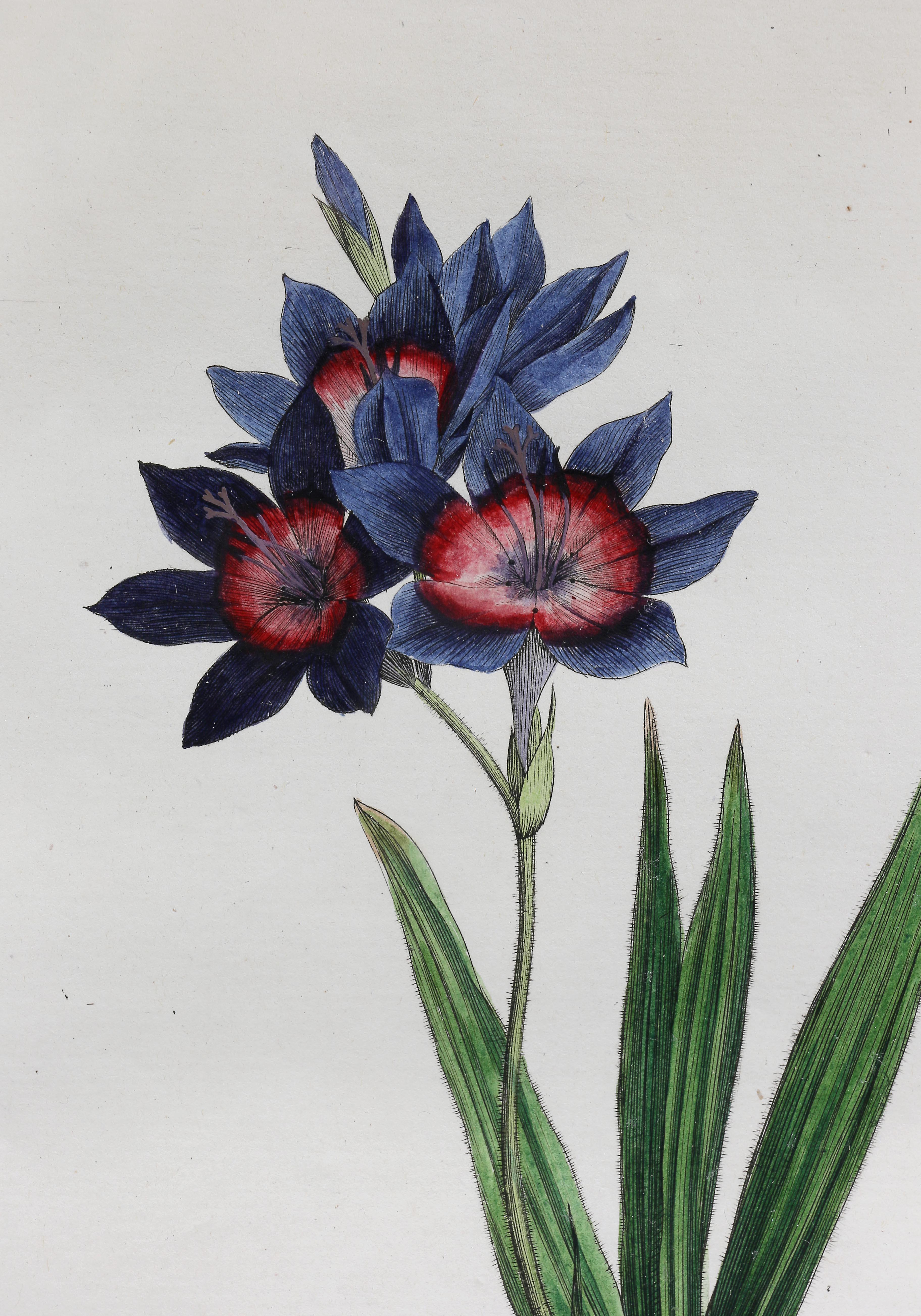 Other Set of Five Framed Botanicals of Flowers by Hendrik Schwegman