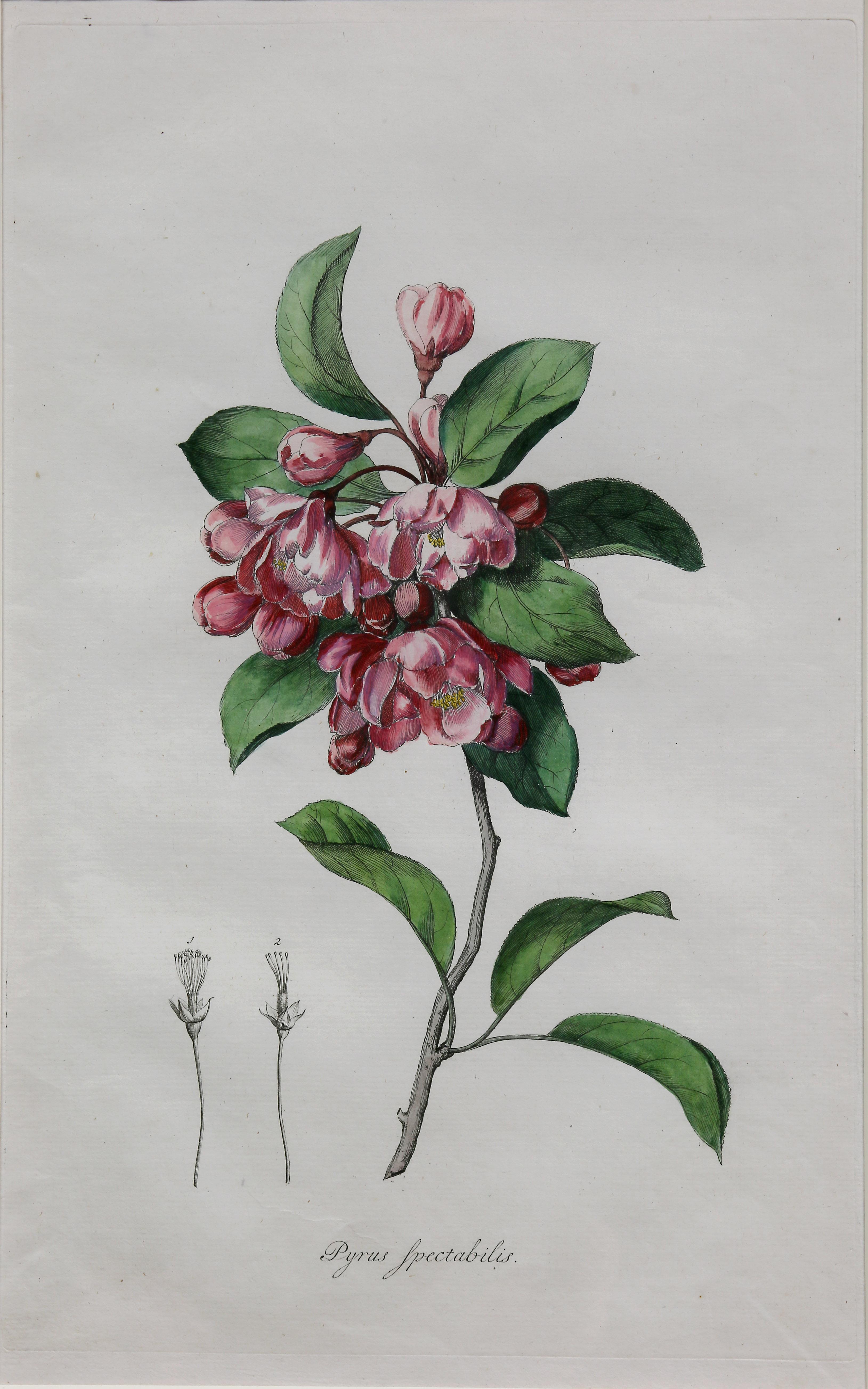 Set of Five Framed Botanicals of Flowers by Hendrik Schwegman 2