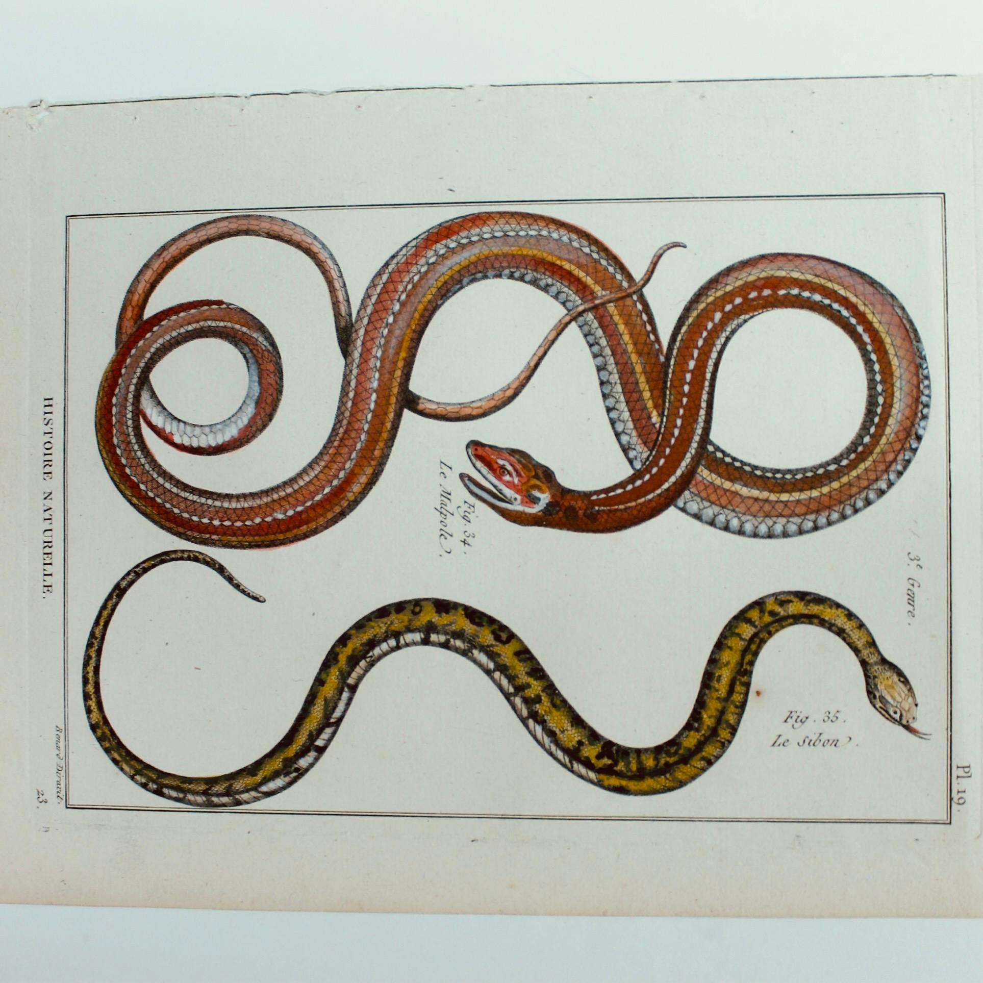 Louis XV Ensemble de cinq serpents colorés à la main, gravures originales, 18ème siècle en vente