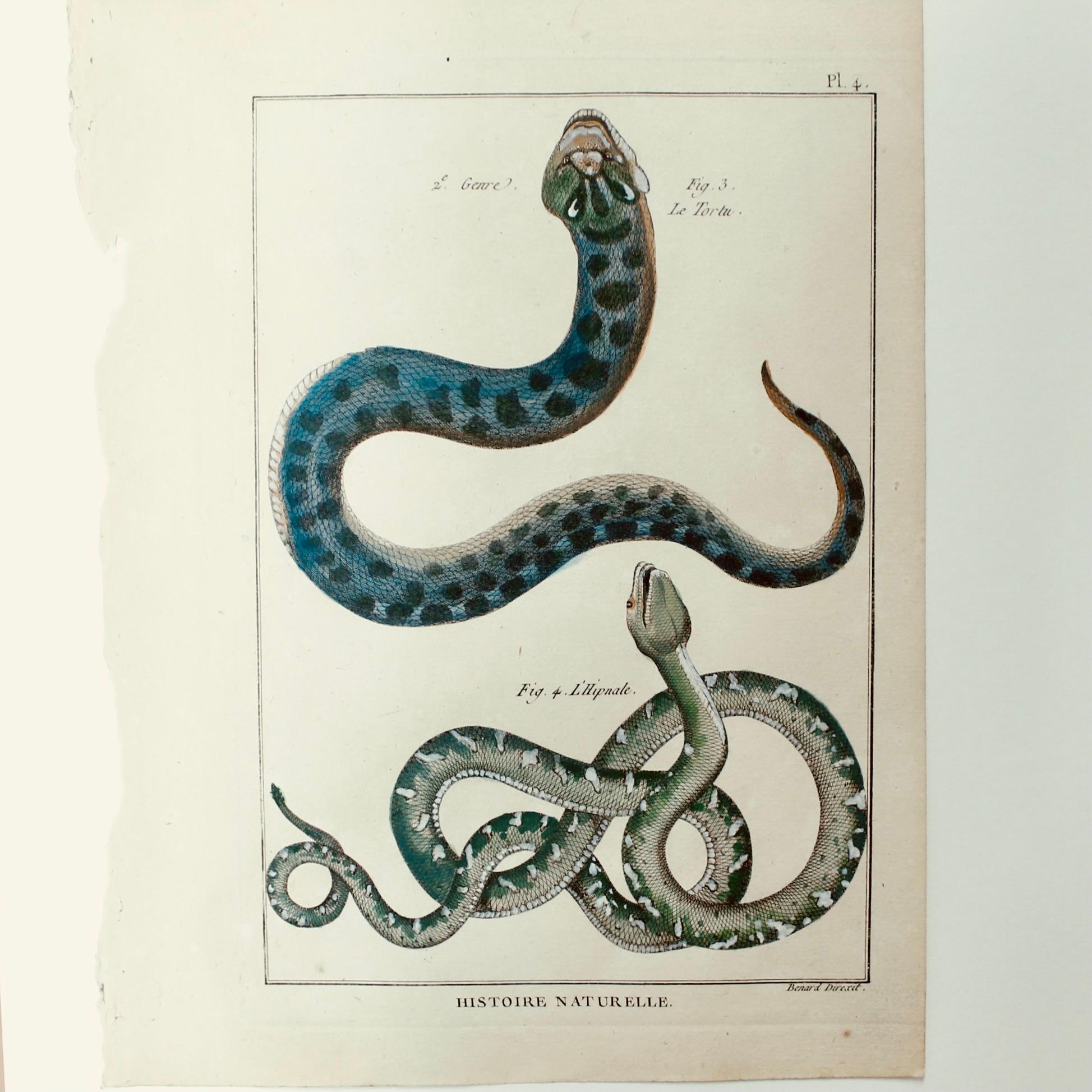 French Set Of Five Hand Colored Snakes, Original Engravings, 18th Century For Sale