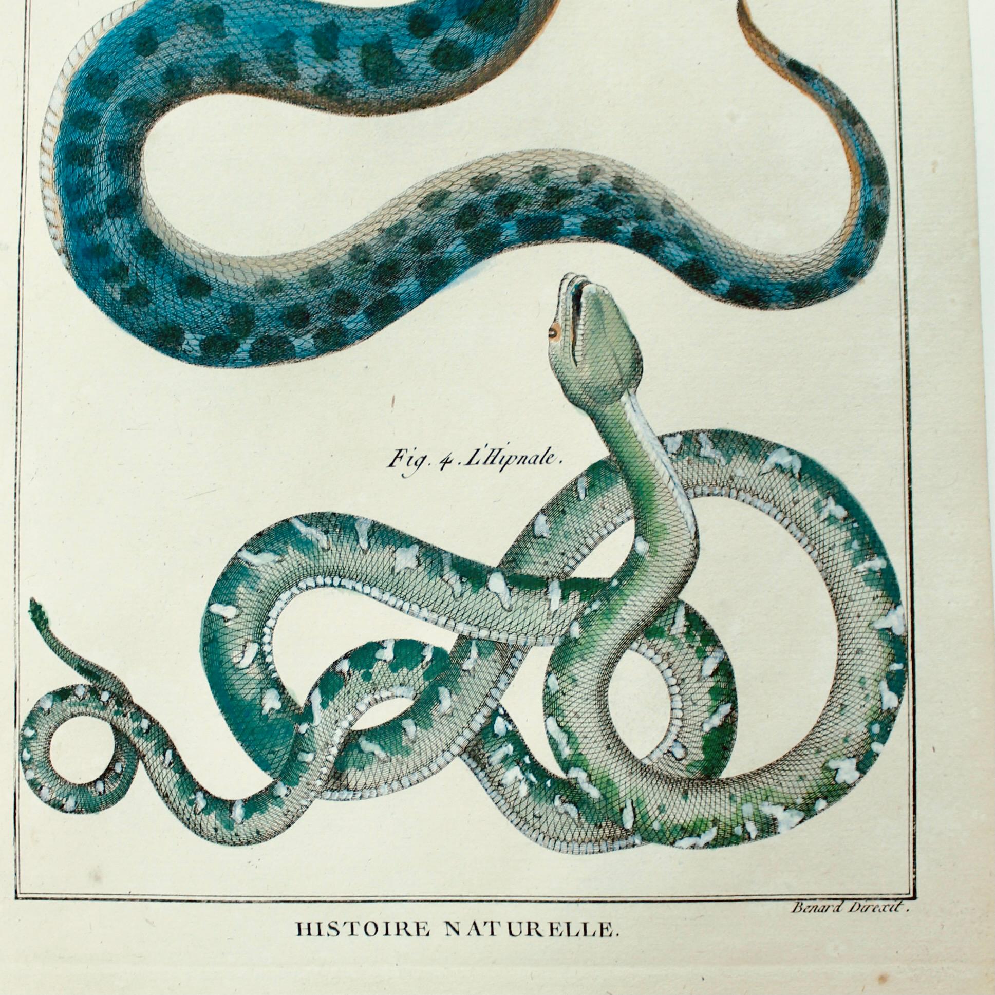 Peint à la main Ensemble de cinq serpents colorés à la main, gravures originales, 18ème siècle en vente