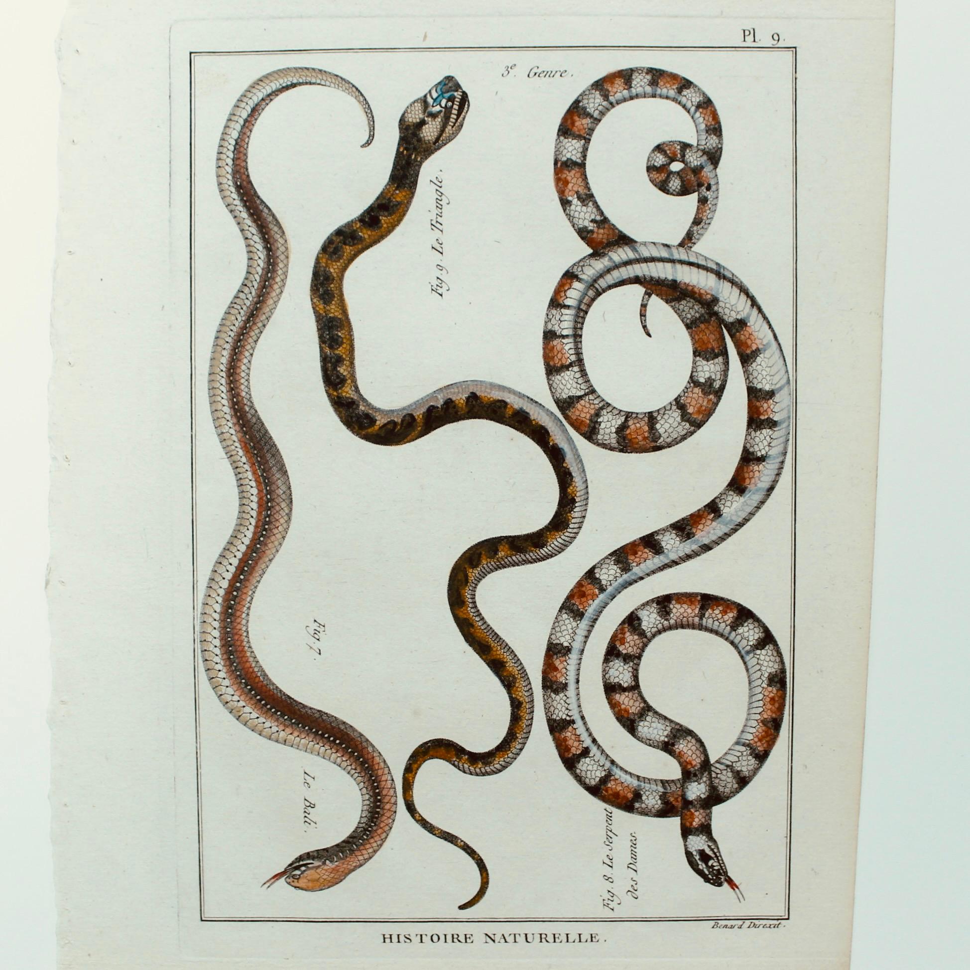 Ensemble de cinq serpents colorés à la main, gravures originales, 18ème siècle Bon état - En vente à Free Union, VA