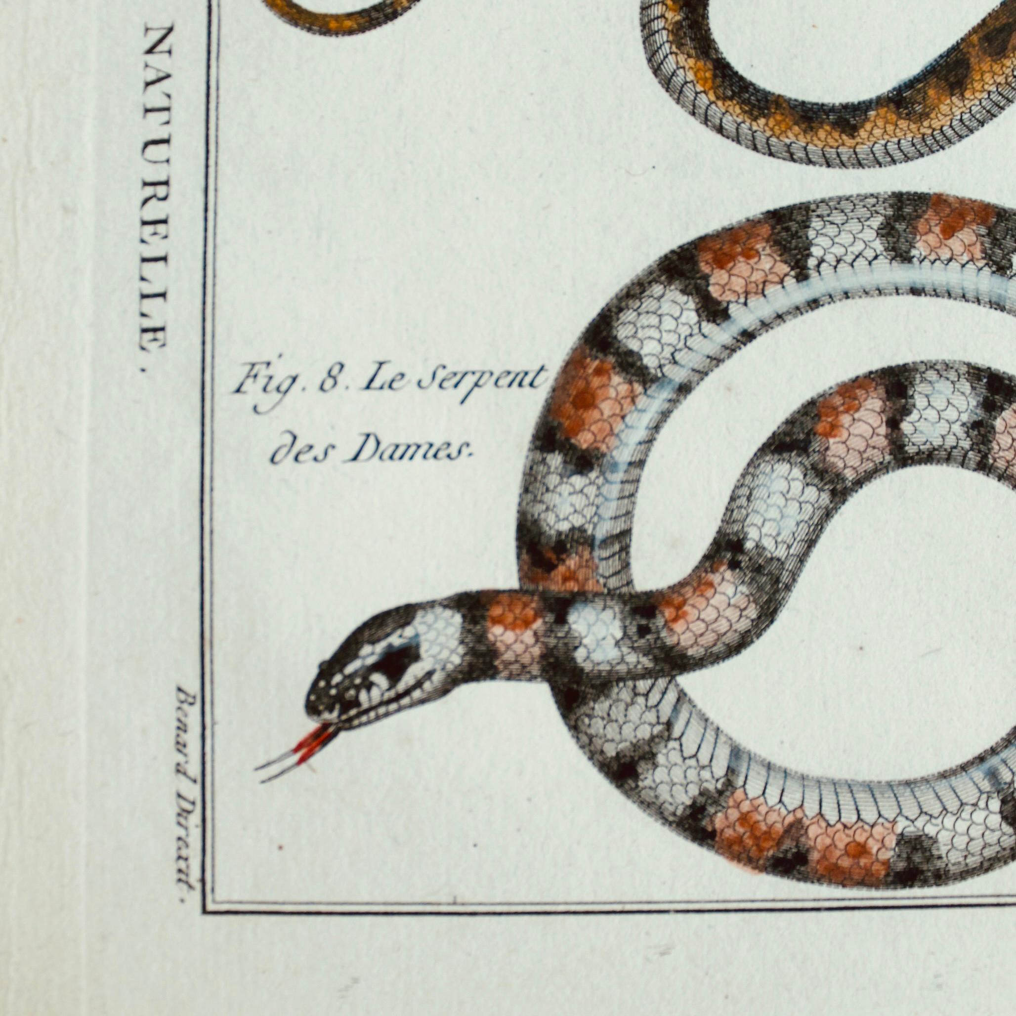XVIIIe siècle et antérieur Ensemble de cinq serpents colorés à la main, gravures originales, 18ème siècle en vente