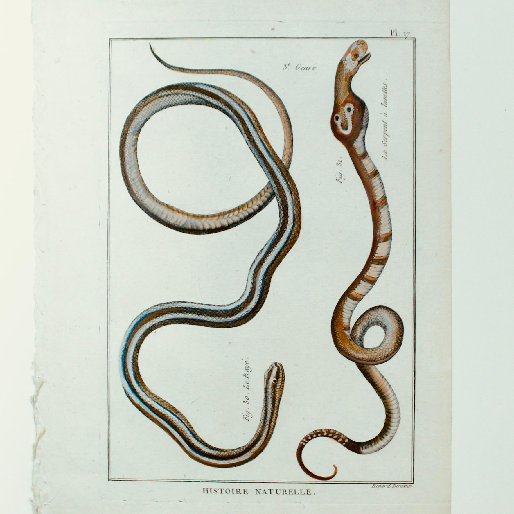Set von fünf handkolorierten Schlangen, Originalgravuren, 18. Jahrhundert (Spiegel) im Angebot
